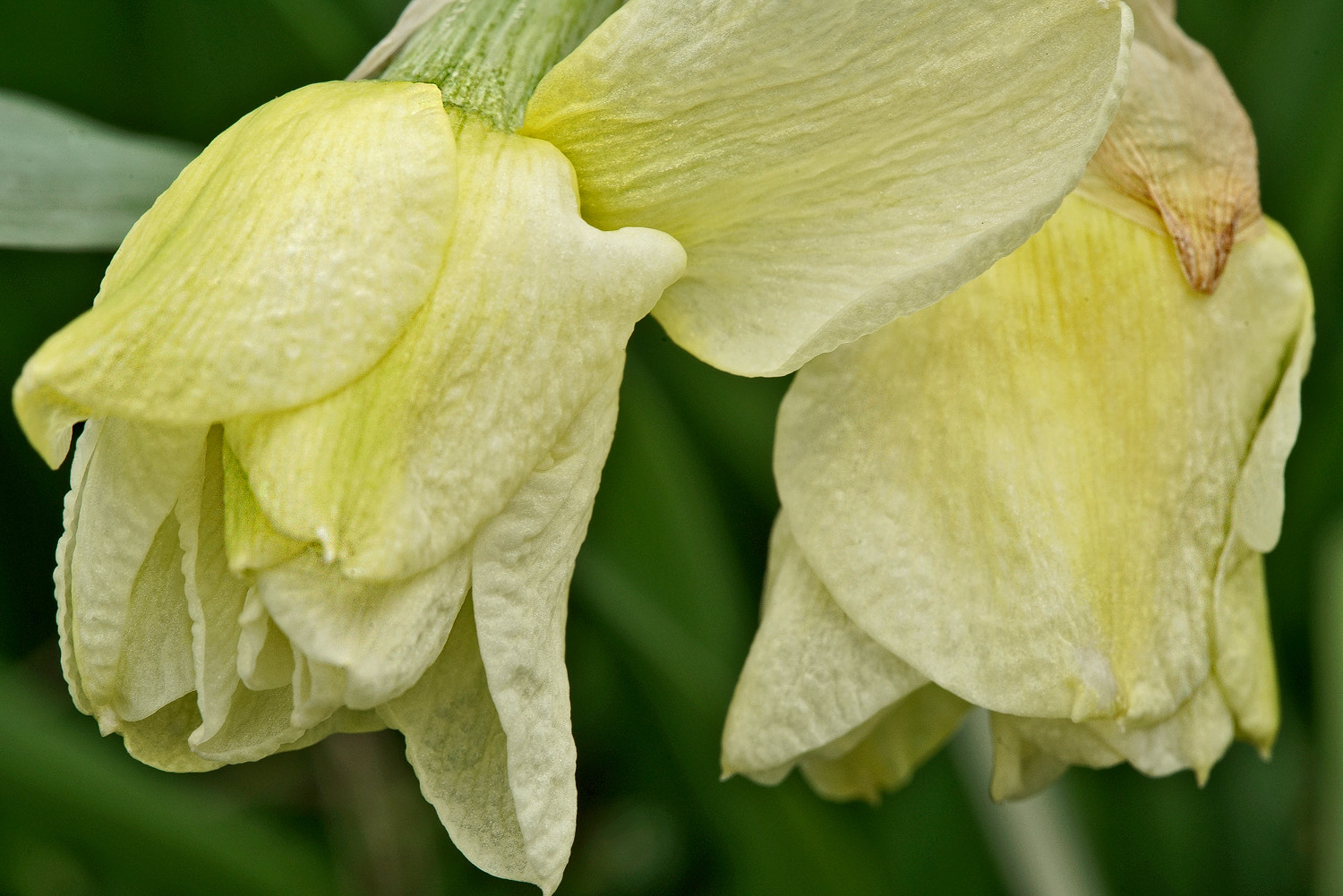 100mm F2.8 SSM sample photo. Doubly daff photography