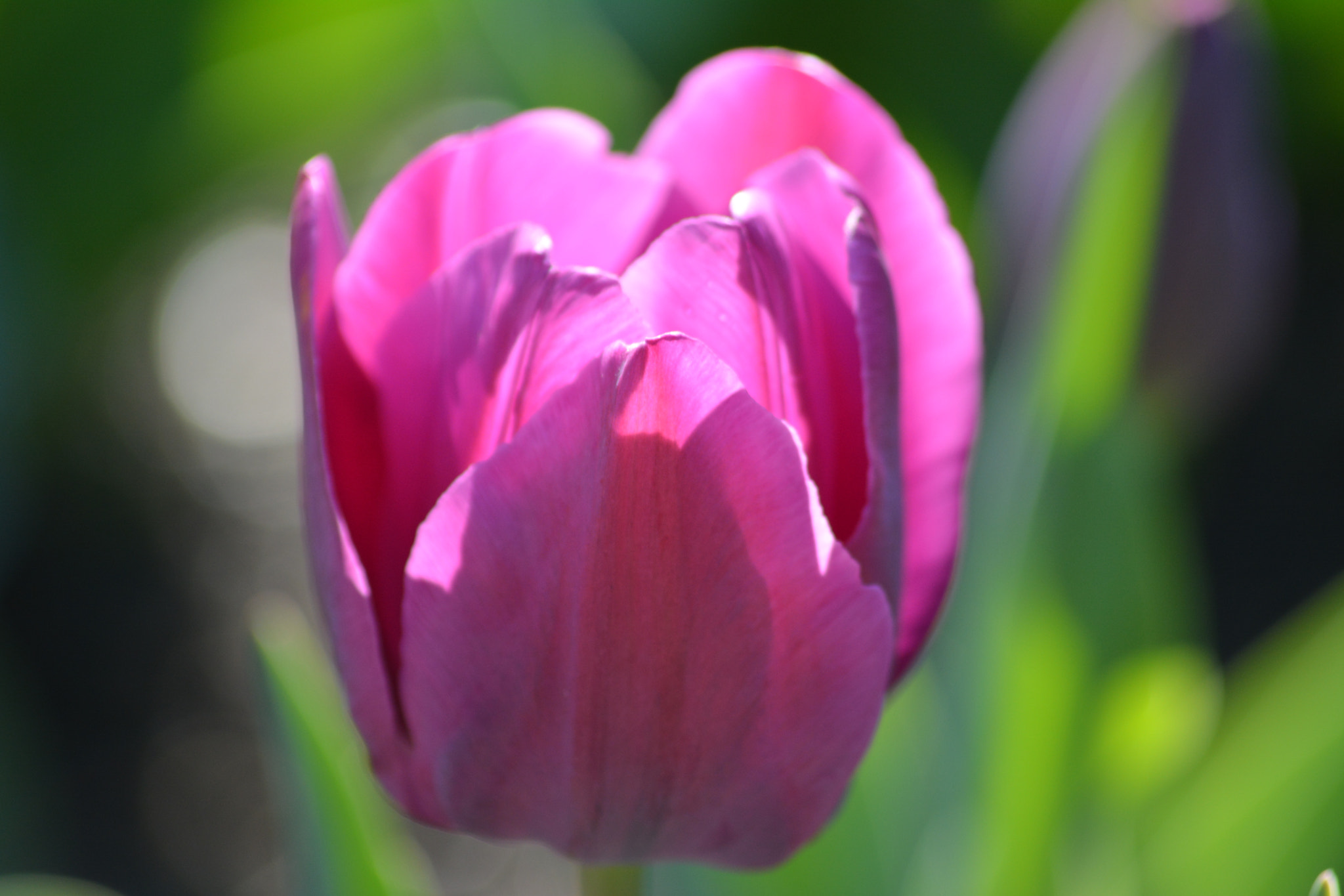 Sigma 70-300mm F4-5.6 APO DG Macro sample photo. Tulipano photography
