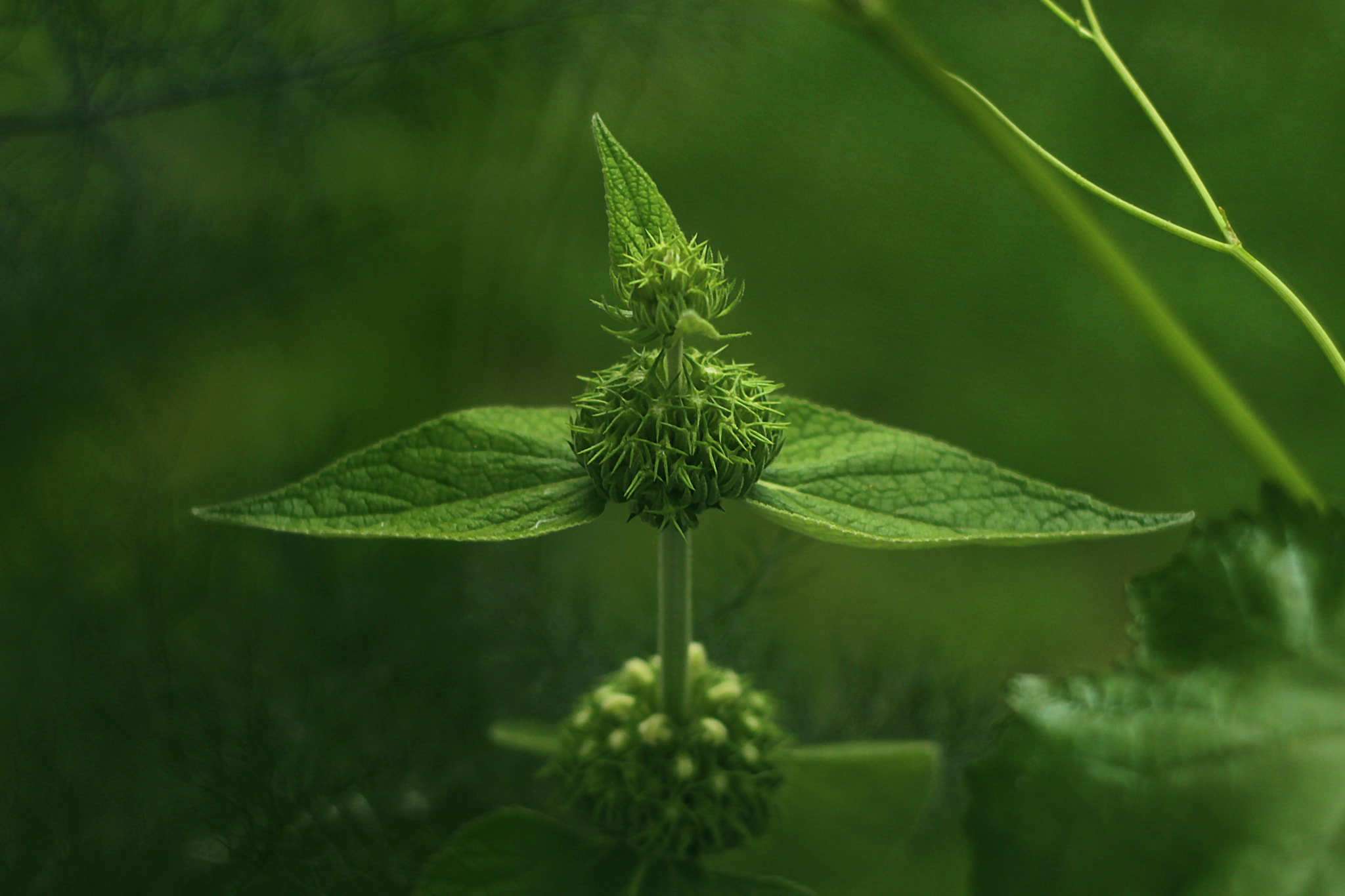 Canon EOS 700D (EOS Rebel T5i / EOS Kiss X7i) + Canon EF 50mm F1.8 II sample photo. Phlomis photography