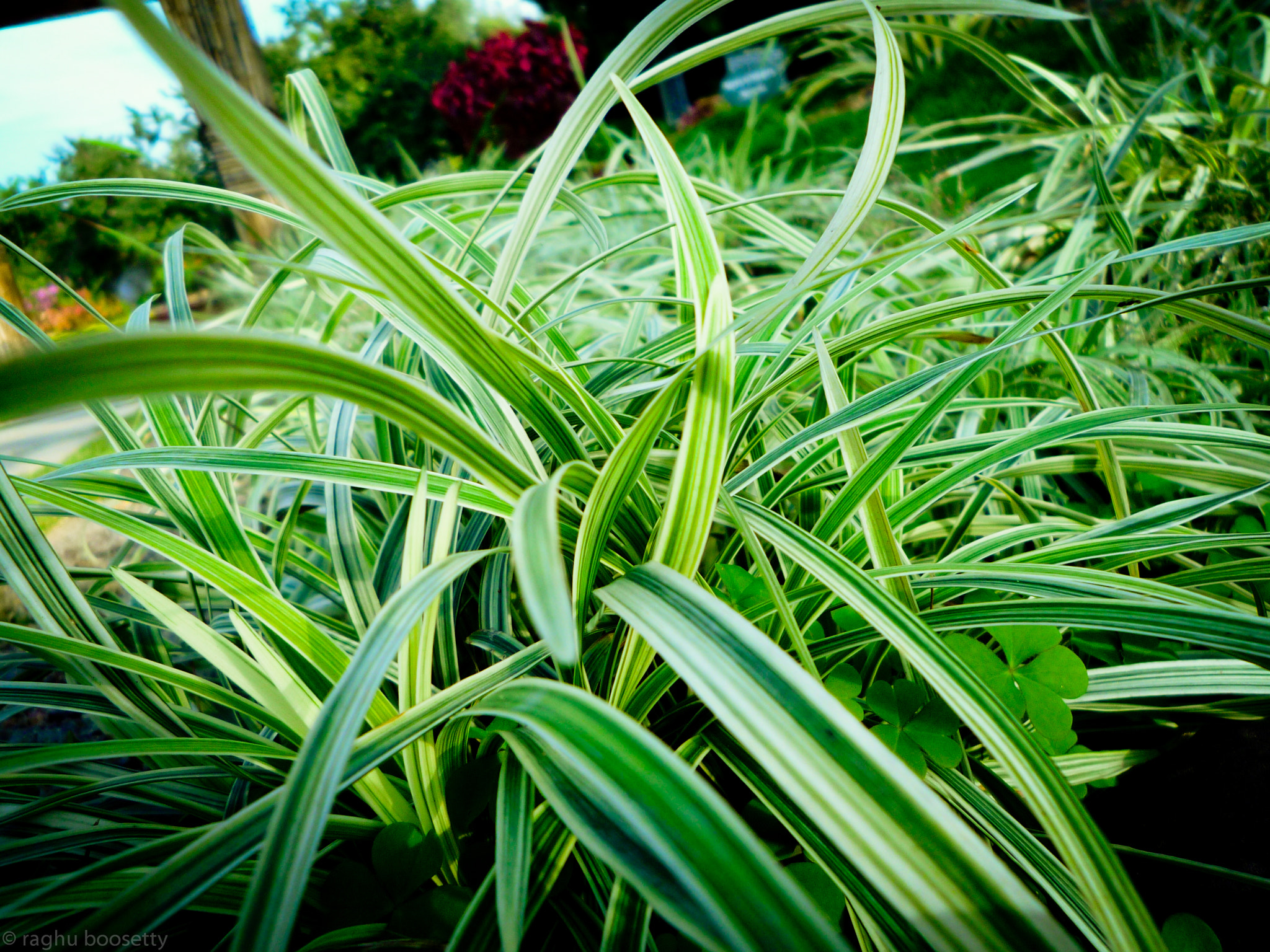 Panasonic DMC-FX36 sample photo. Green foliage photography