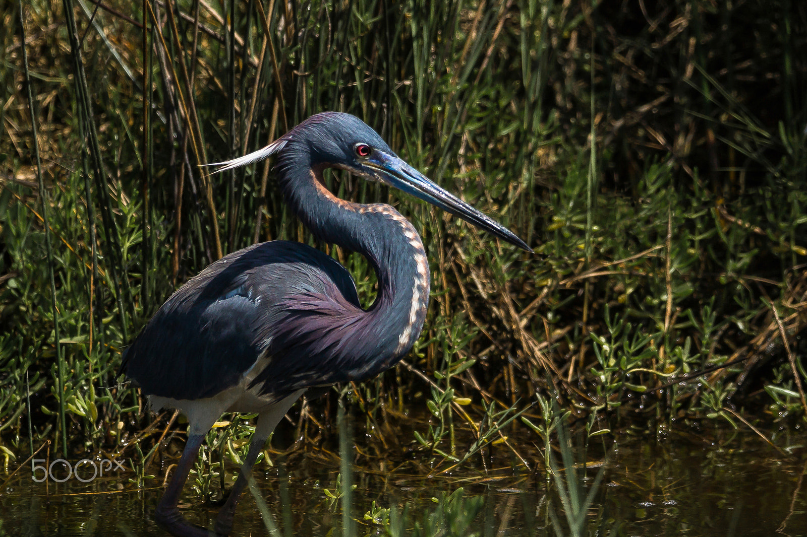 Sony 70-300mm F4.5-5.6 G SSM sample photo. Caballero photography