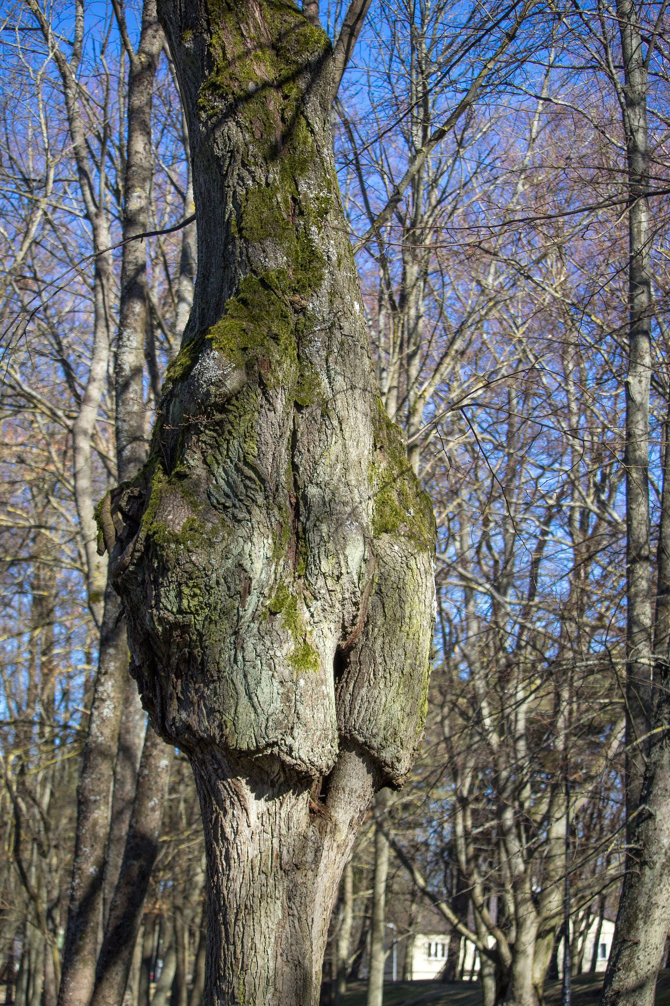 Canon EF-S 55-250mm F4-5.6 IS STM sample photo. The day when the trees are dressed in shorts photography