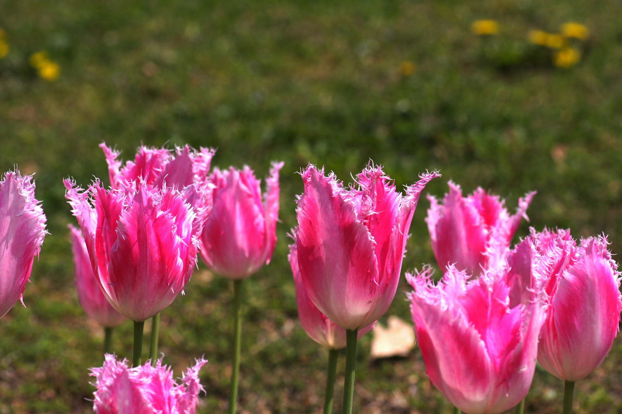 Canon EOS 40D + Tamron SP AF 90mm F2.8 Di Macro sample photo. Tulip（台場） photography