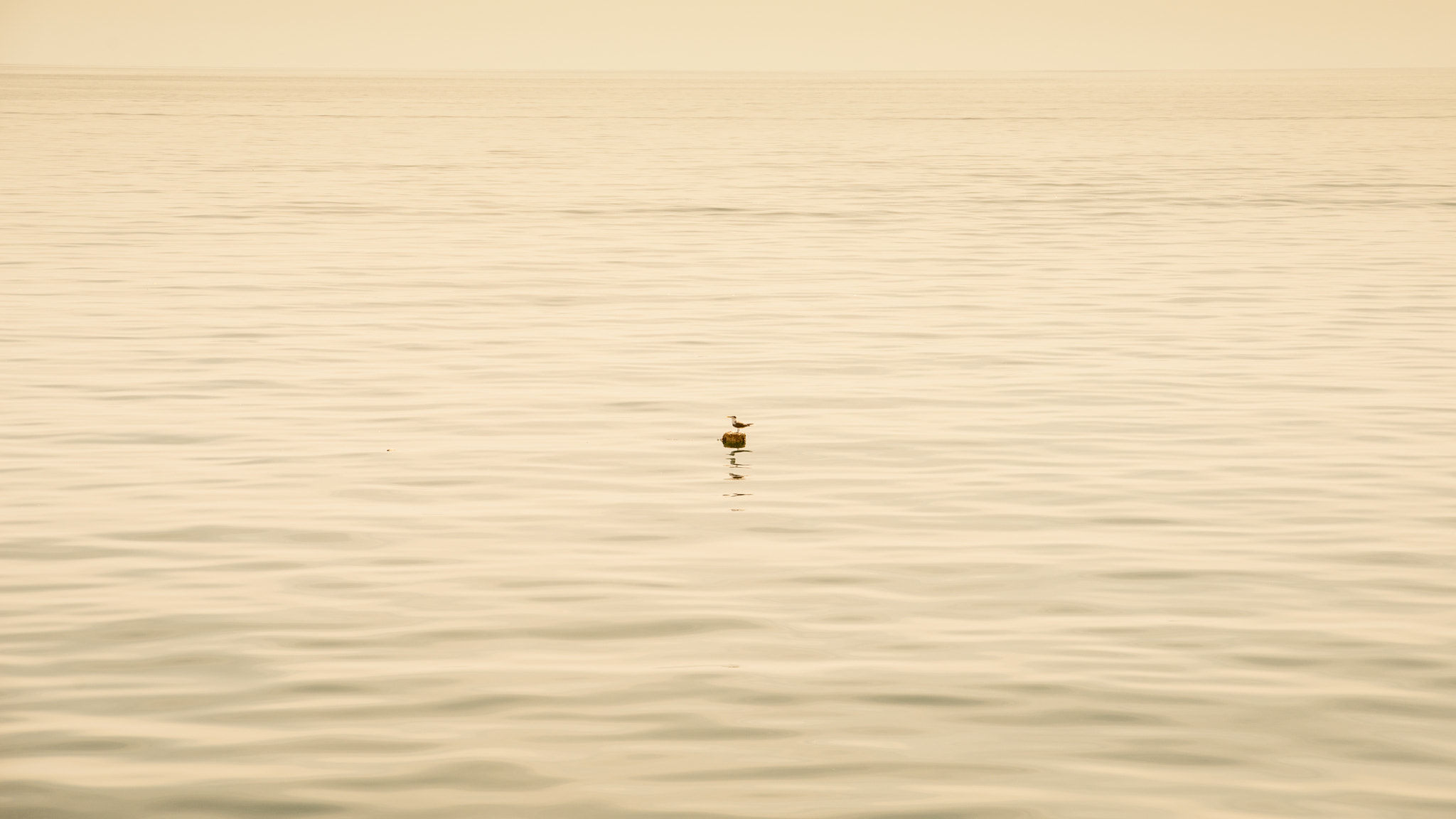 Nikon AF Nikkor 24-85mm F2.8-4D IF sample photo. The alone bird! photography
