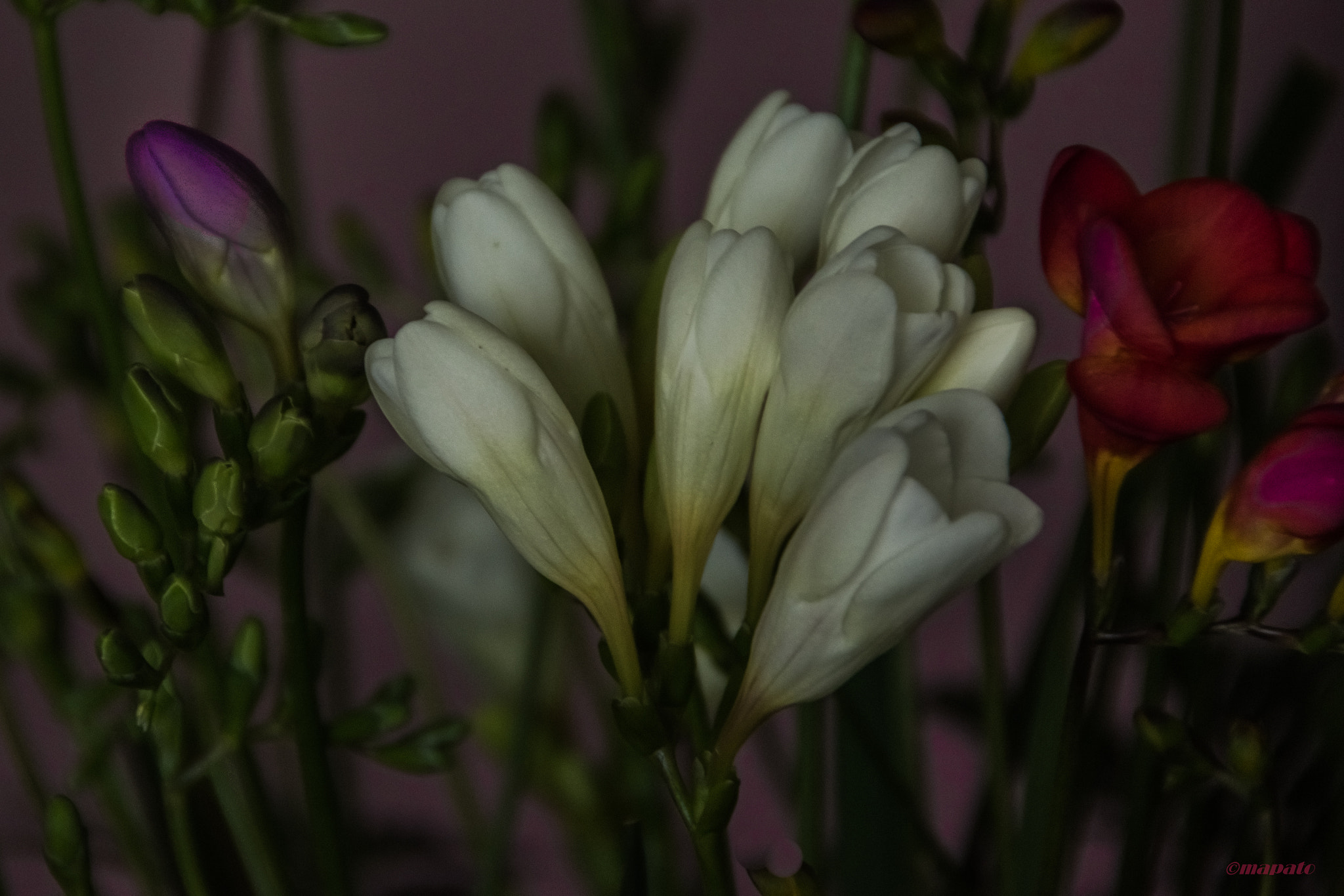 Nikon D7200 sample photo. Frezien gemälde... photography
