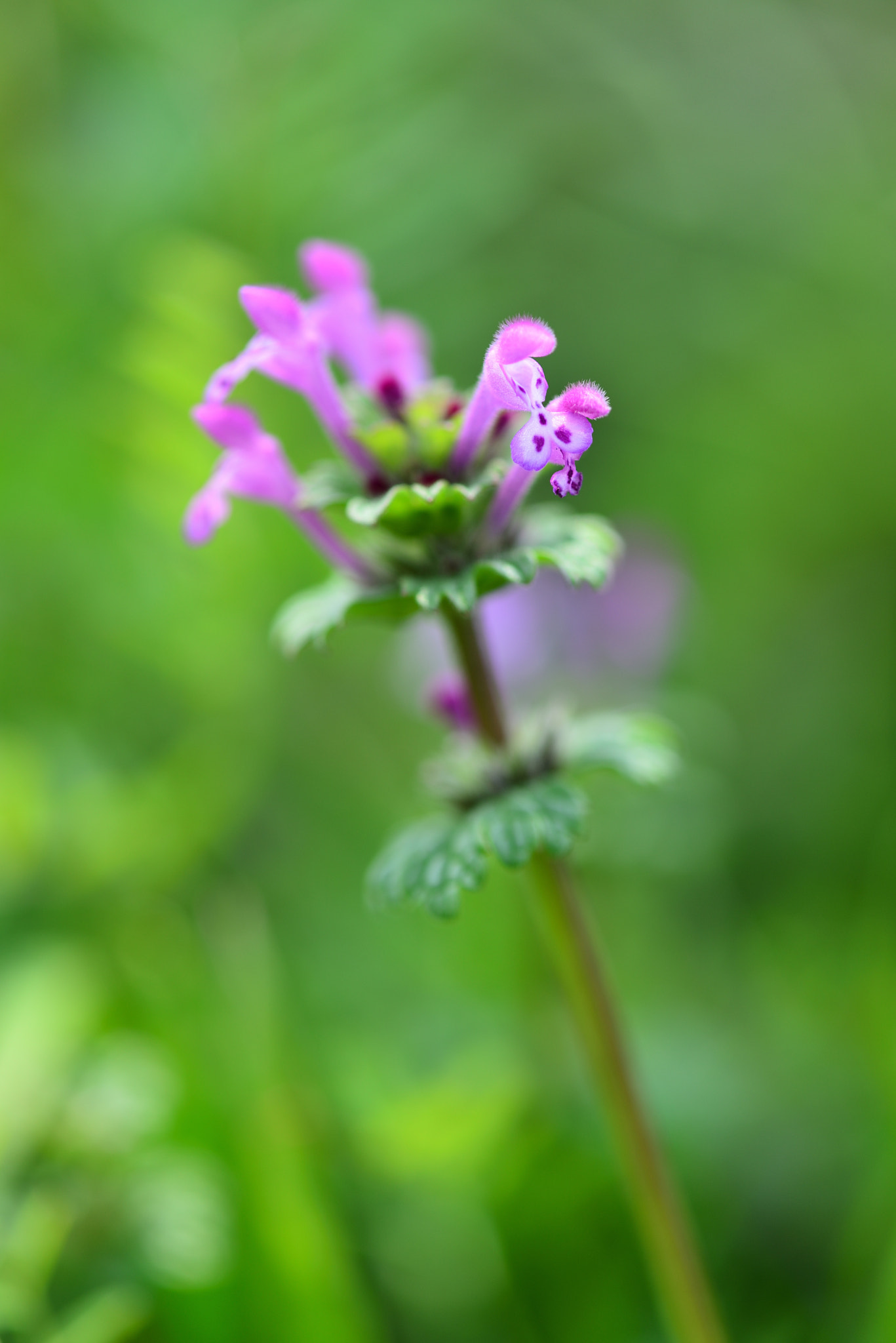 Nikon AF-S Micro-Nikkor 105mm F2.8G IF-ED VR sample photo. Spring colors 2017 photography