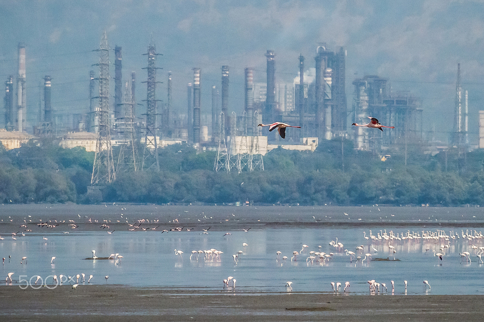 Nikon D3200 sample photo. Flamingos | mumbai photography