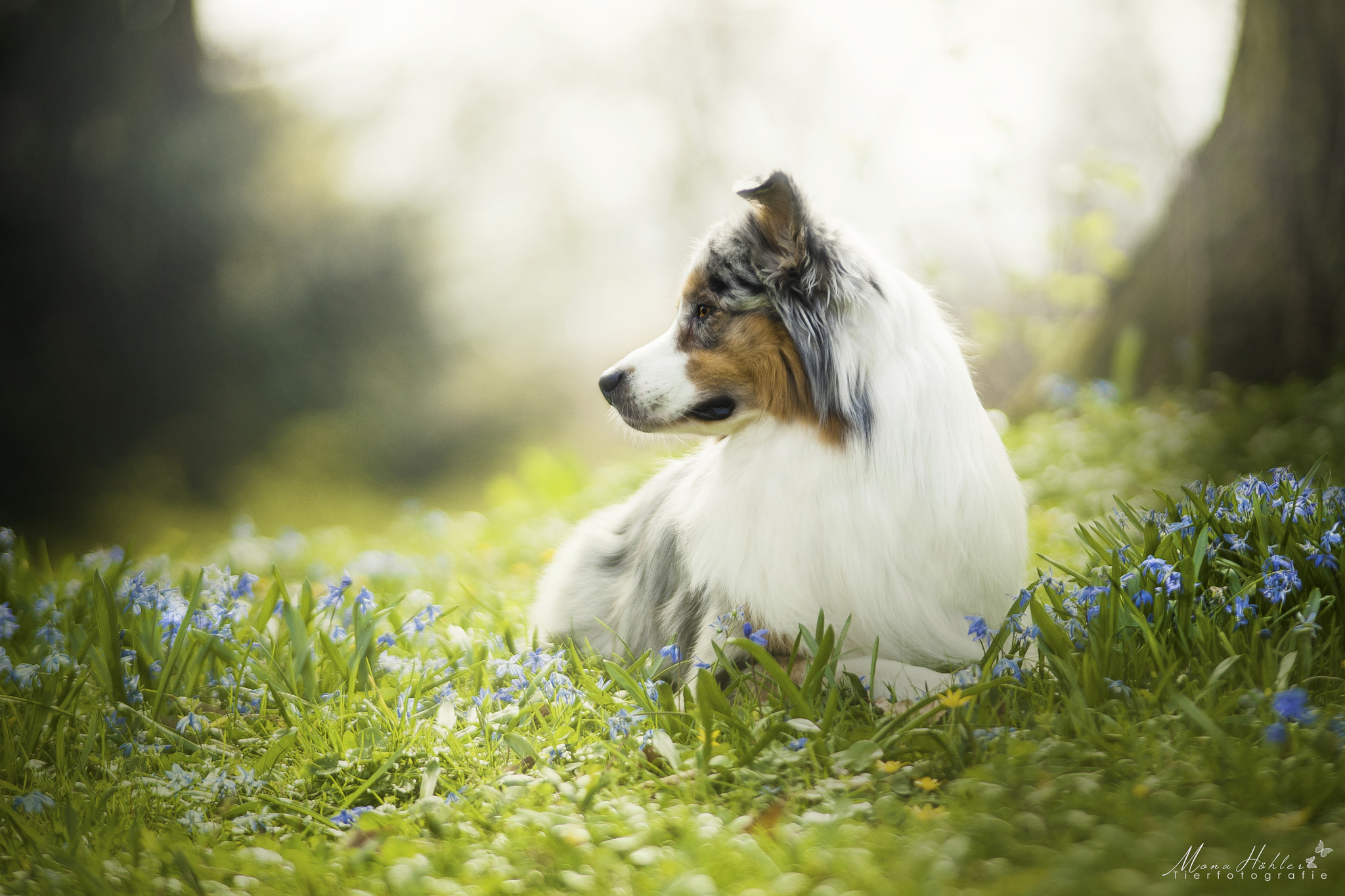 Nikon AF Nikkor 180mm F2.8D ED-IF sample photo. Magic of spring photography