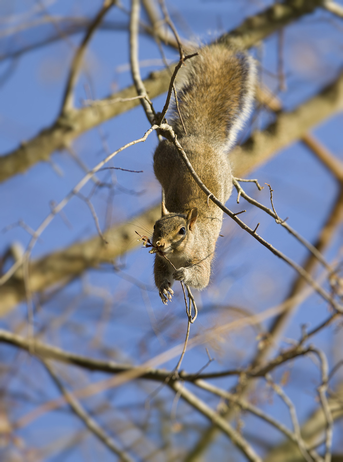 Canon EF 300mm F2.8L IS USM sample photo. Dangling for dinner photography