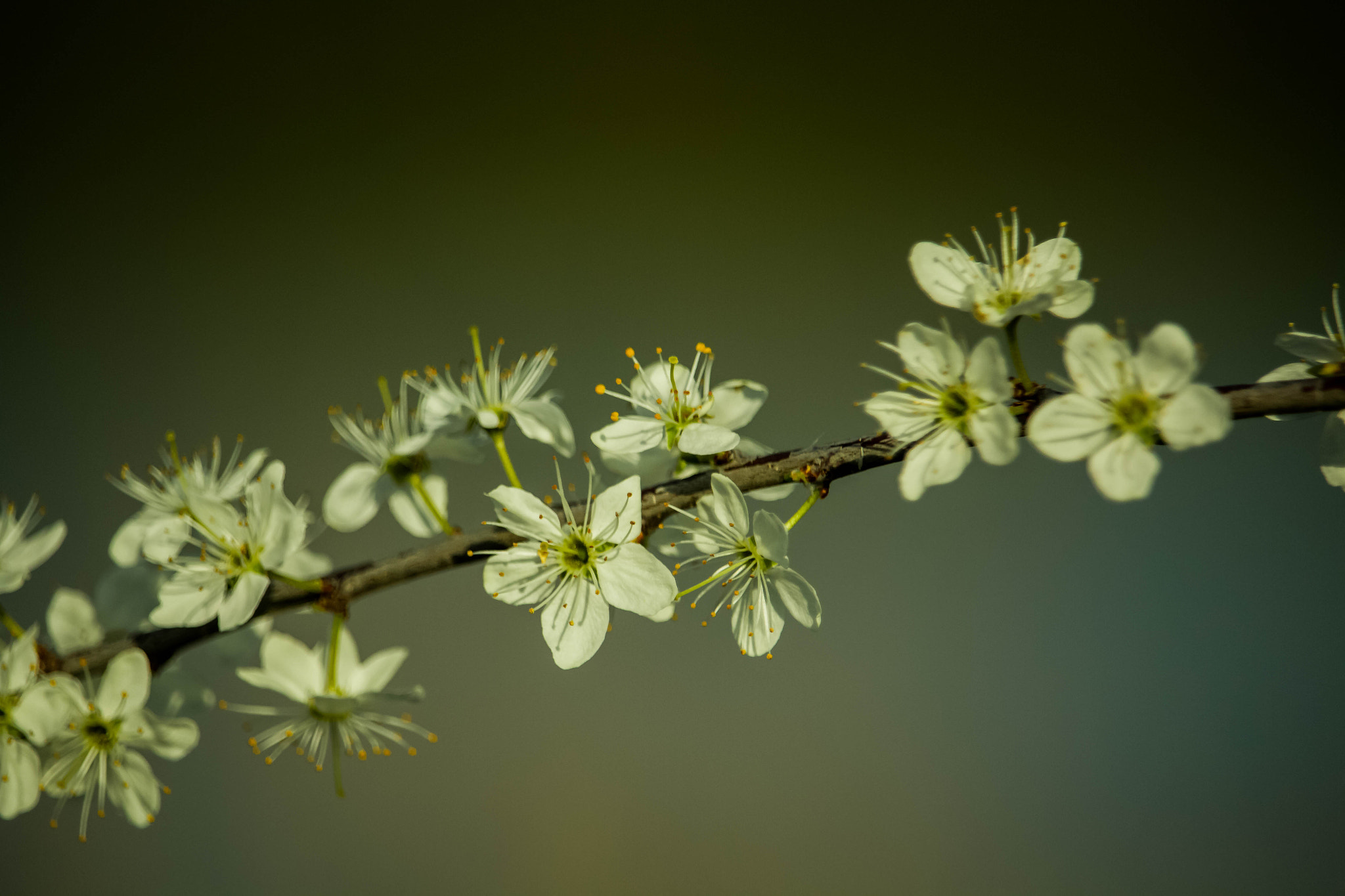 Canon EF-S 55-250mm F4-5.6 IS STM sample photo. Apples to come ! photography