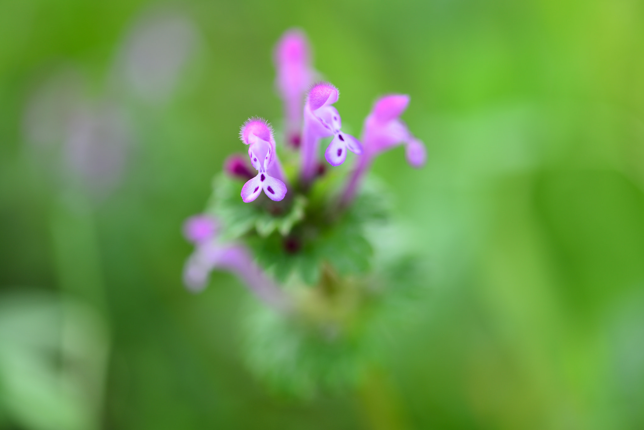 Nikon AF-S Micro-Nikkor 105mm F2.8G IF-ED VR sample photo. Lamium amplexicaule. photography