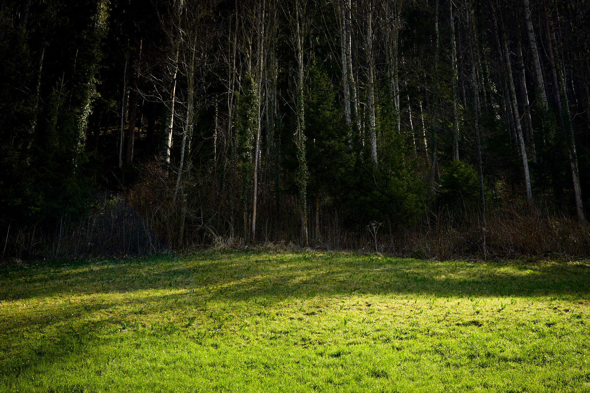 Leica M9 + Leica Summarit-M 50mm F2.5 sample photo. Ein bisserl sehr horrorfilm. photography