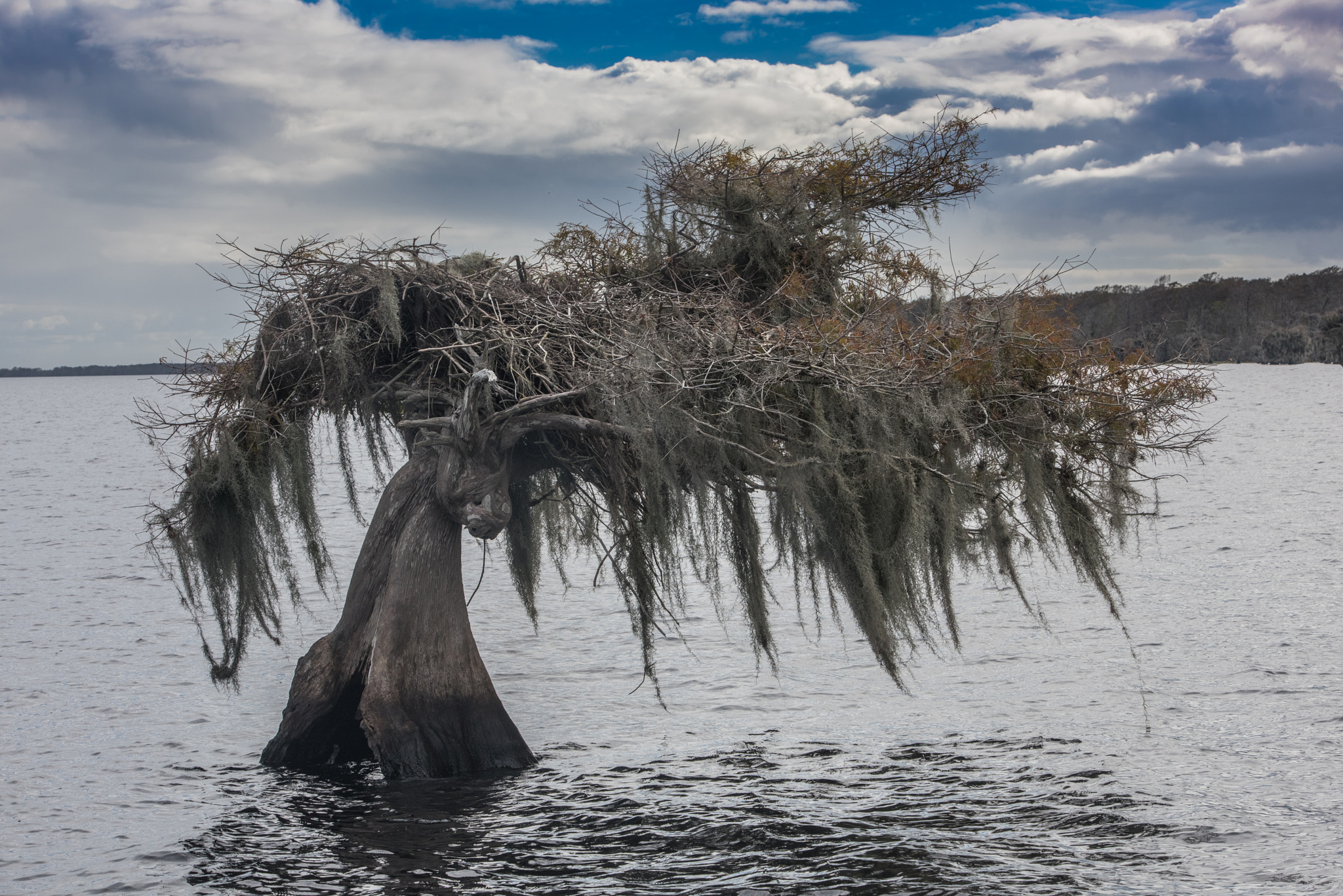 Nikon AF-S Nikkor 70-200mm F2.8G ED VR II sample photo. Lonely tree photography
