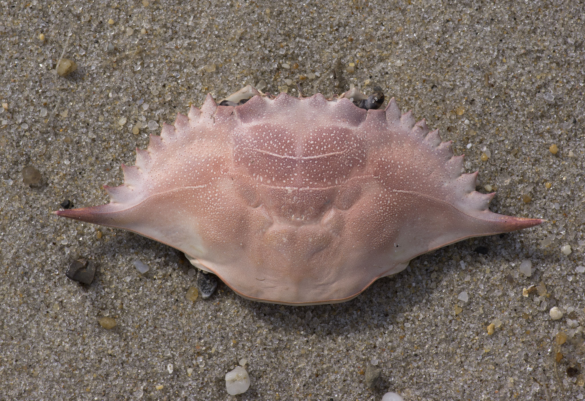 Pentax smc D-FA 100mm F2.8 Macro WR sample photo. Lady crab photography