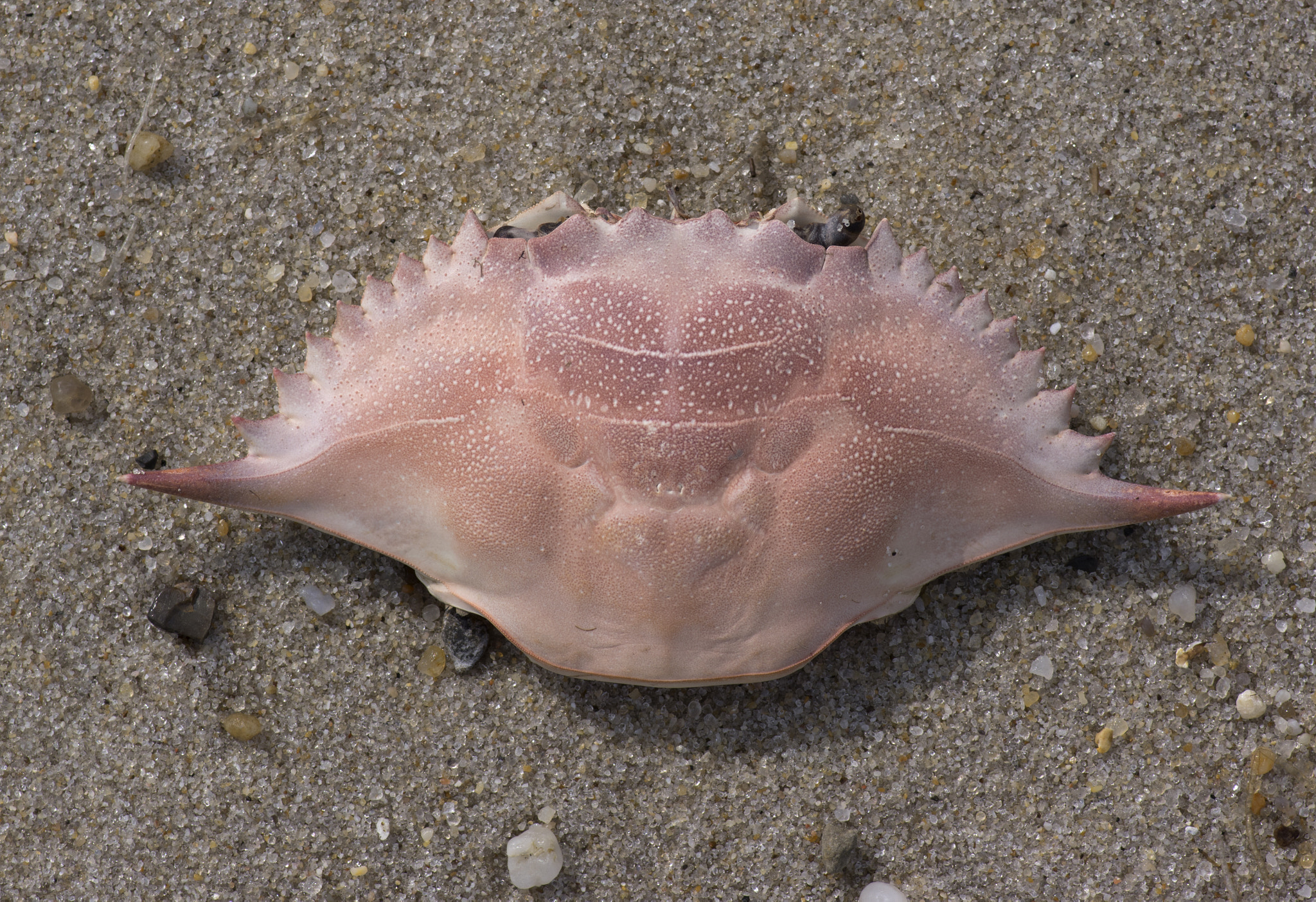 Pentax K-3 II + Pentax smc D-FA 100mm F2.8 Macro WR sample photo. Lady crab photography