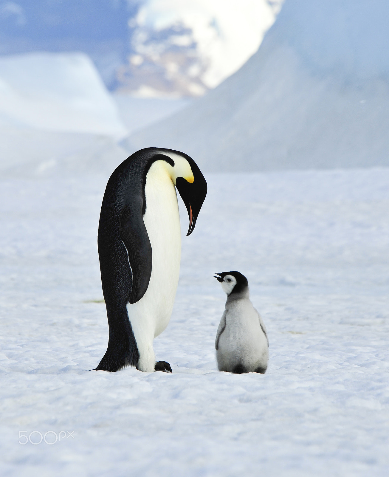 Nikon D700 sample photo. Emperor penguins with chick photography