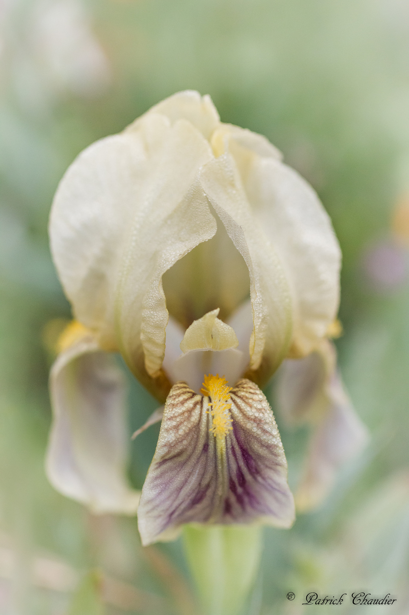 Canon EF 100mm F2.8L Macro IS USM sample photo. Iris photography