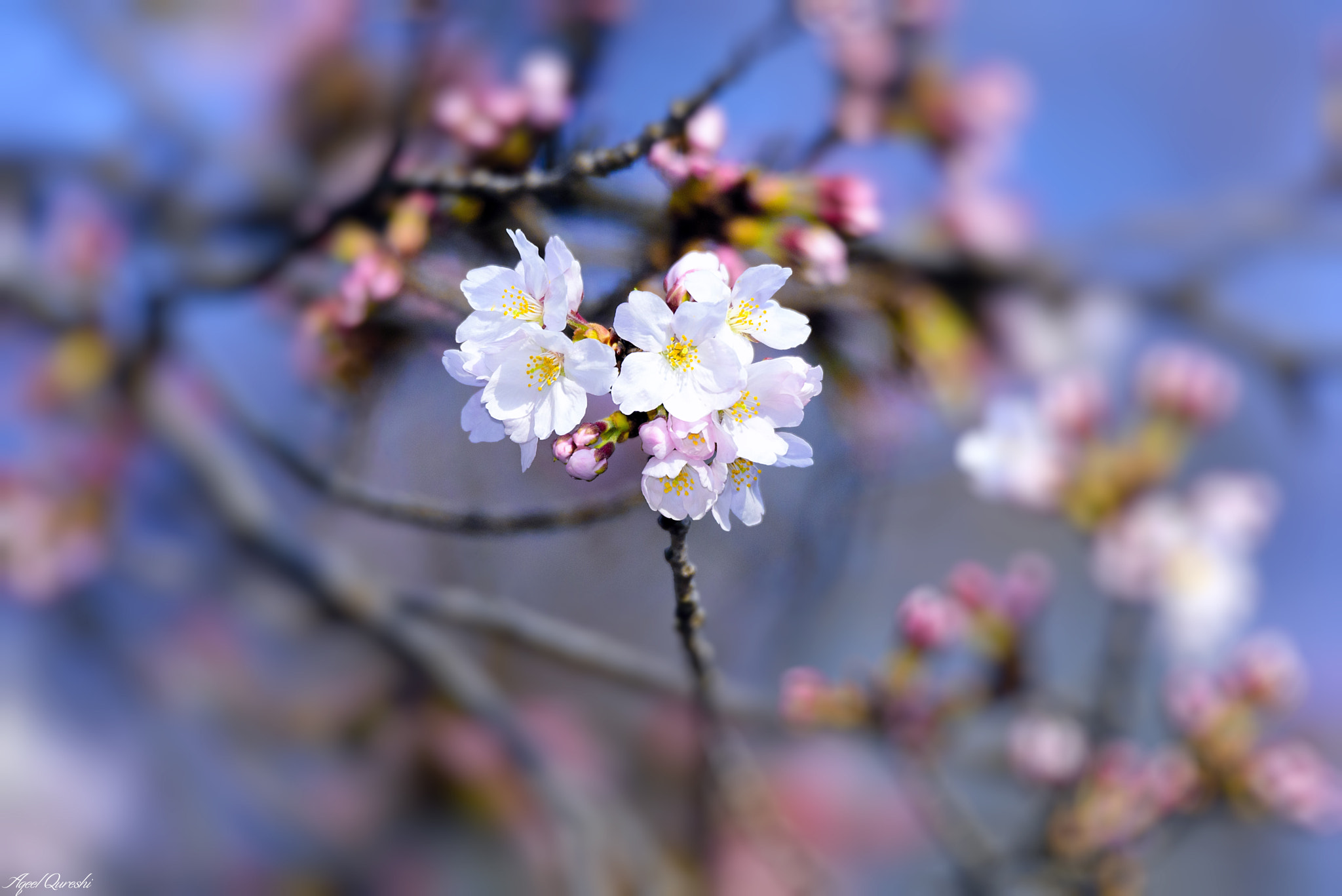 Nikon D810 + Tamron SP 150-600mm F5-6.3 Di VC USD sample photo. さくら　cherry blossom photography