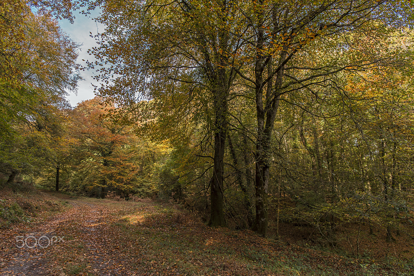 Nikon D4S sample photo. Autumn colours at dunmere, cornwall, uk. photography