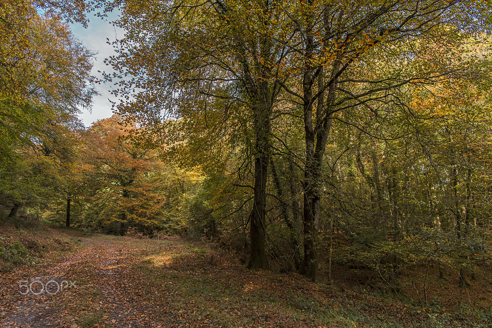 Nikon D4S + Nikon AF-S Nikkor 20mm F1.8G ED sample photo. Autumn colours at dunmere, cornwall, uk. photography