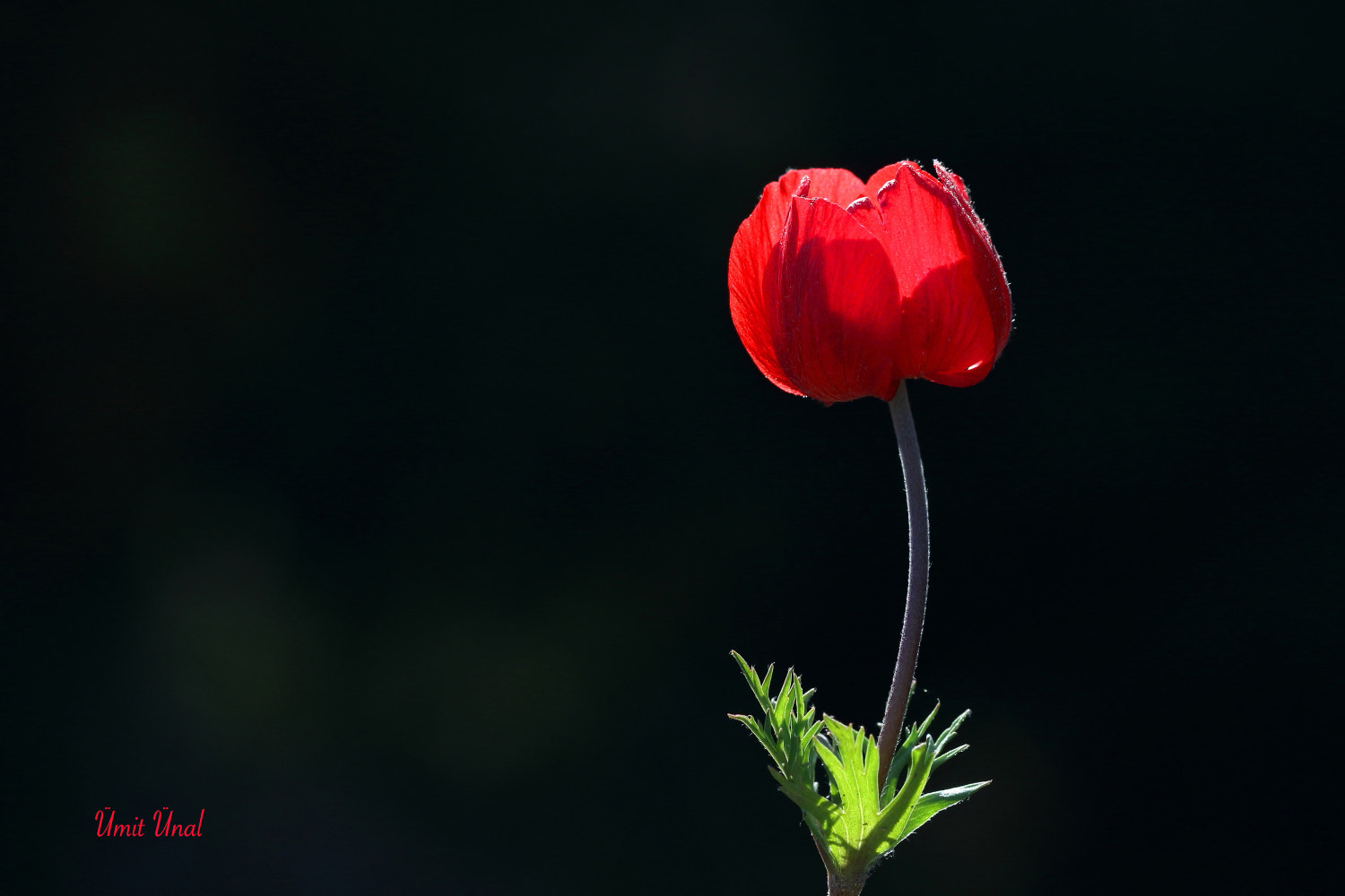 Canon EF 100mm F2.8 Macro USM sample photo. Anemone photography