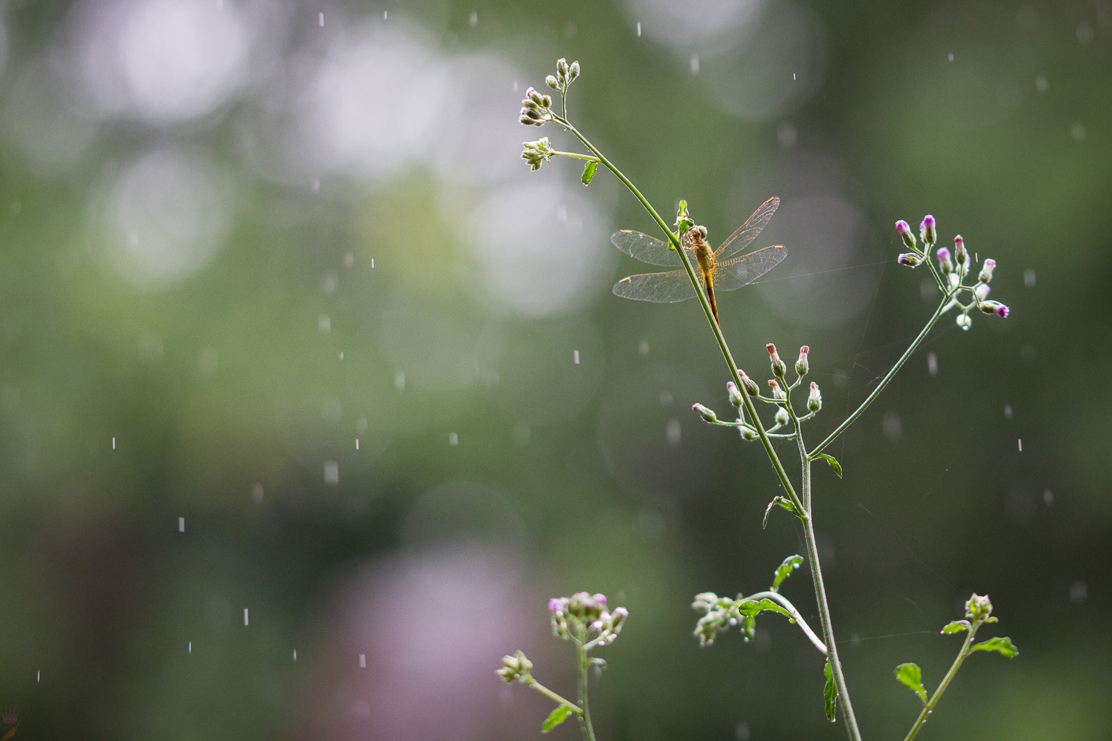 Sigma 105mm F2.8 EX DG OS HSM sample photo. Place yourself in the middle of the rain photography