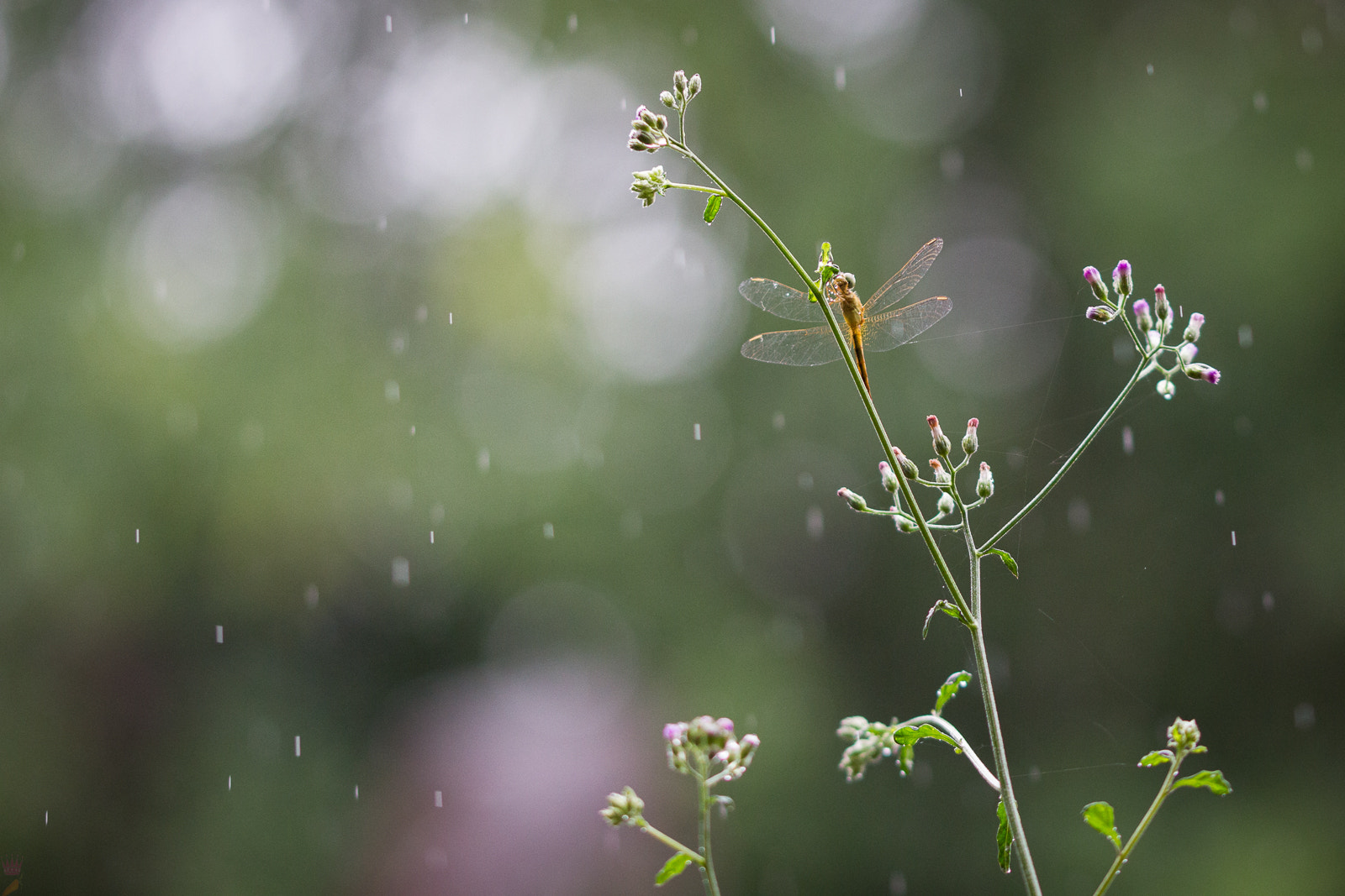 Canon EOS 550D (EOS Rebel T2i / EOS Kiss X4) + Sigma 105mm F2.8 EX DG OS HSM sample photo. Place yourself in the middle of the rain photography