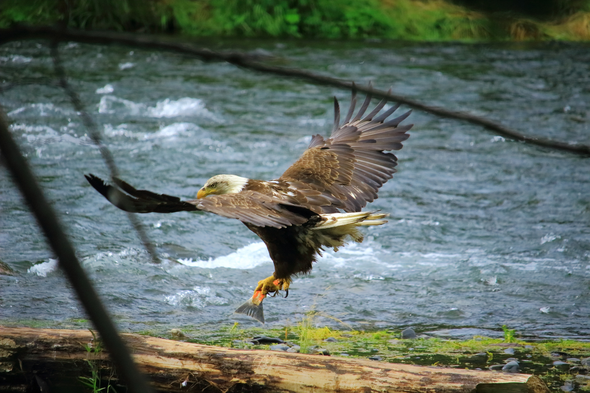 Canon EF-S 55-250mm F4-5.6 IS STM sample photo. Bald eagle catching red salmon in alaska photography