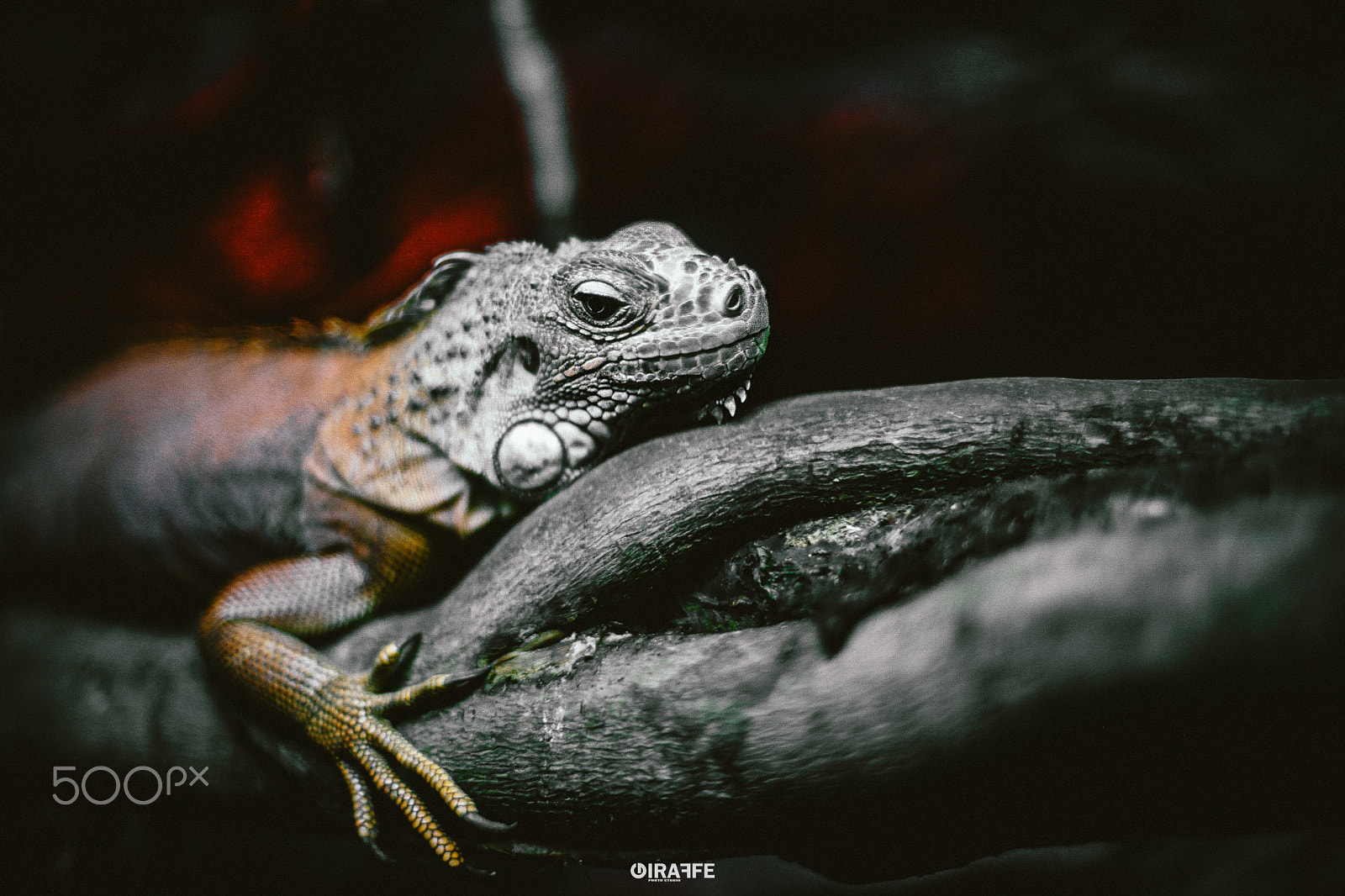 Canon EOS 5DS sample photo. Lizard photography