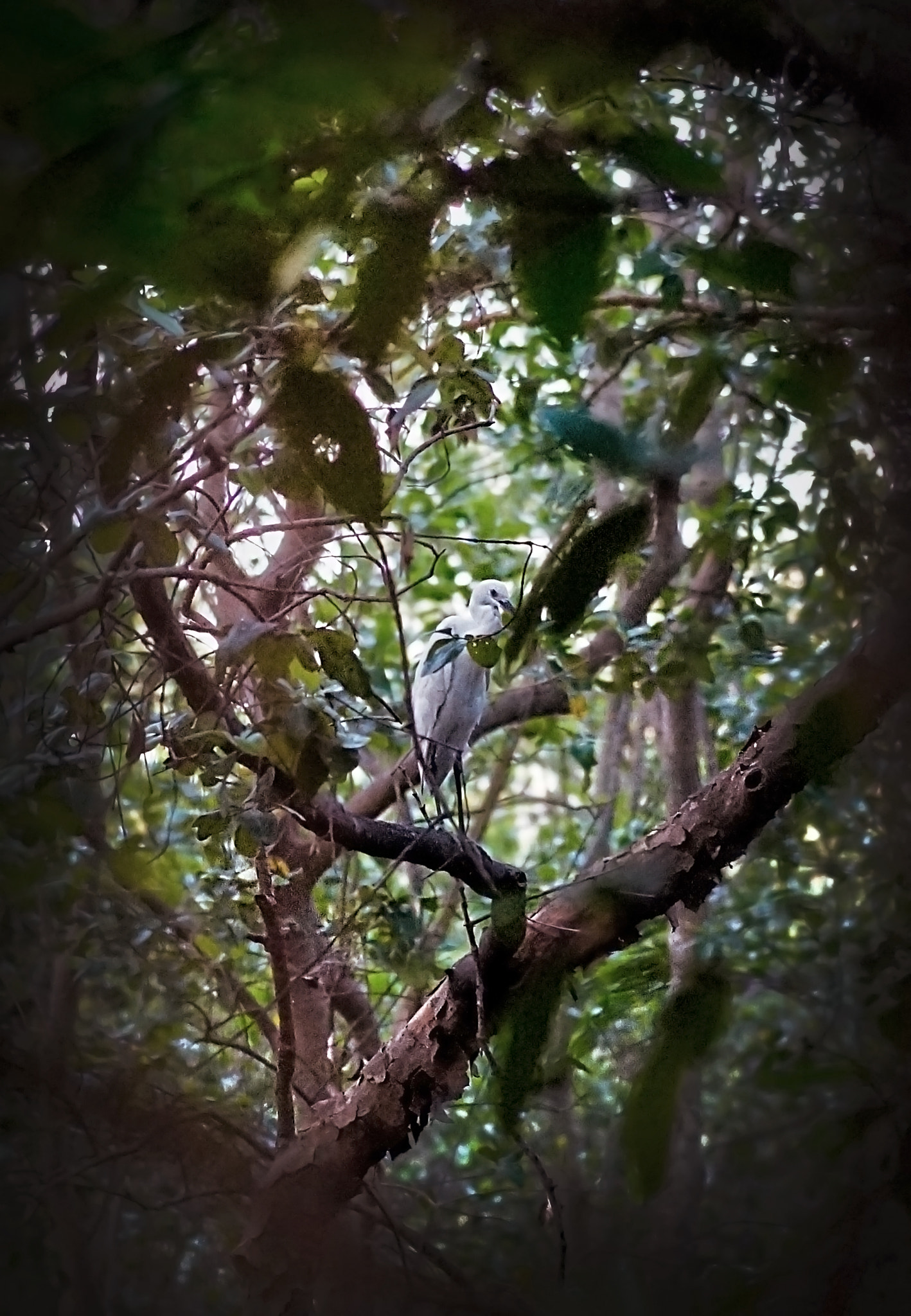 Sony a99 II sample photo. The white bird in green leaves photography