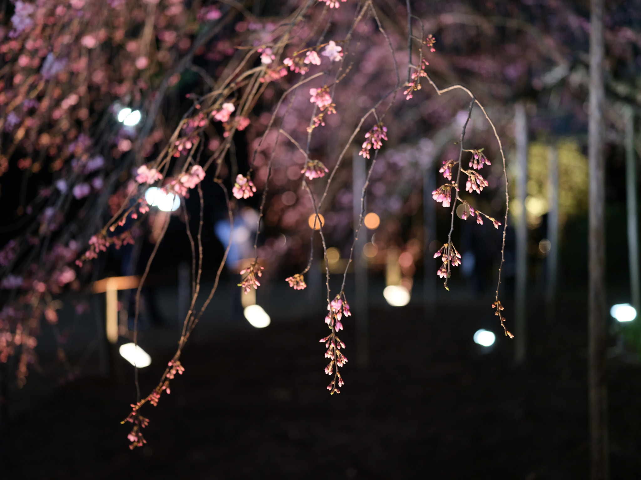Fujifilm GFX 50S + Fujifilm GF 63mm F2.8 R WR sample photo. Night cherryblossoms photography