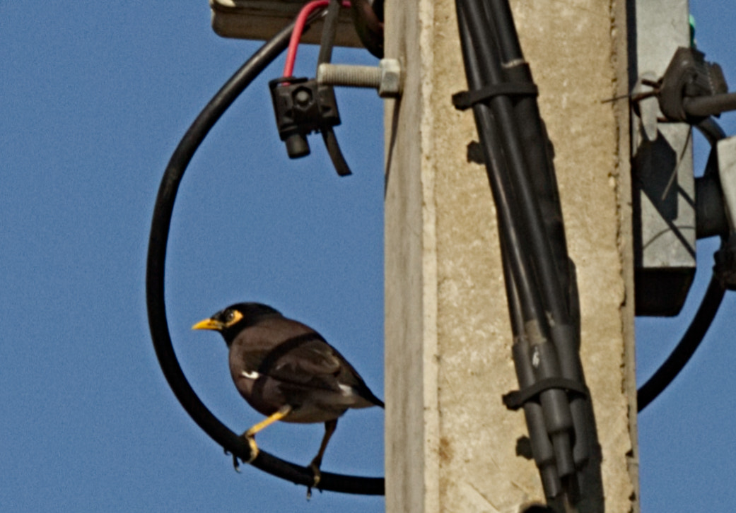 70.0 - 200.0 mm sample photo. The electrician photography
