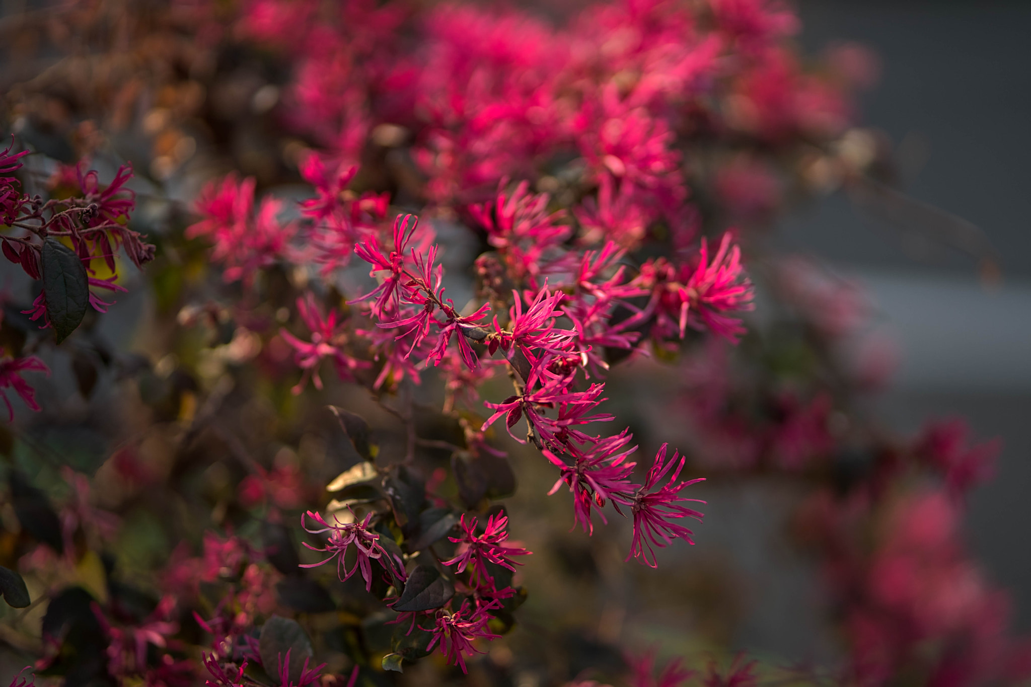 Sony a7 II sample photo. Red flowers photography