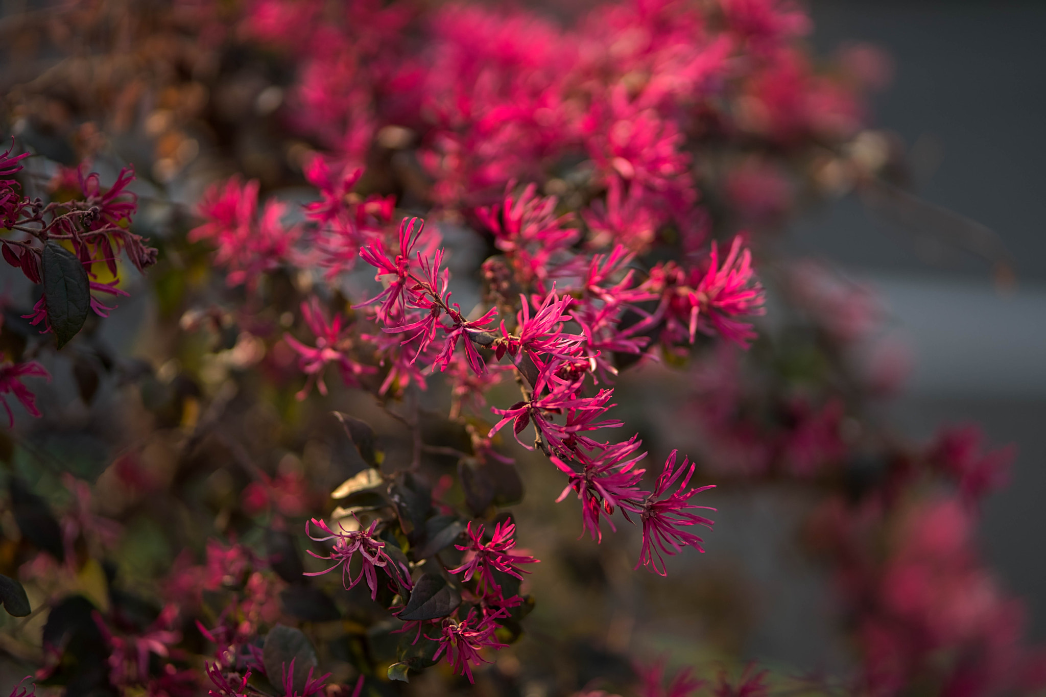 ZEISS Batis 85mm F1.8 sample photo. Red flowers photography
