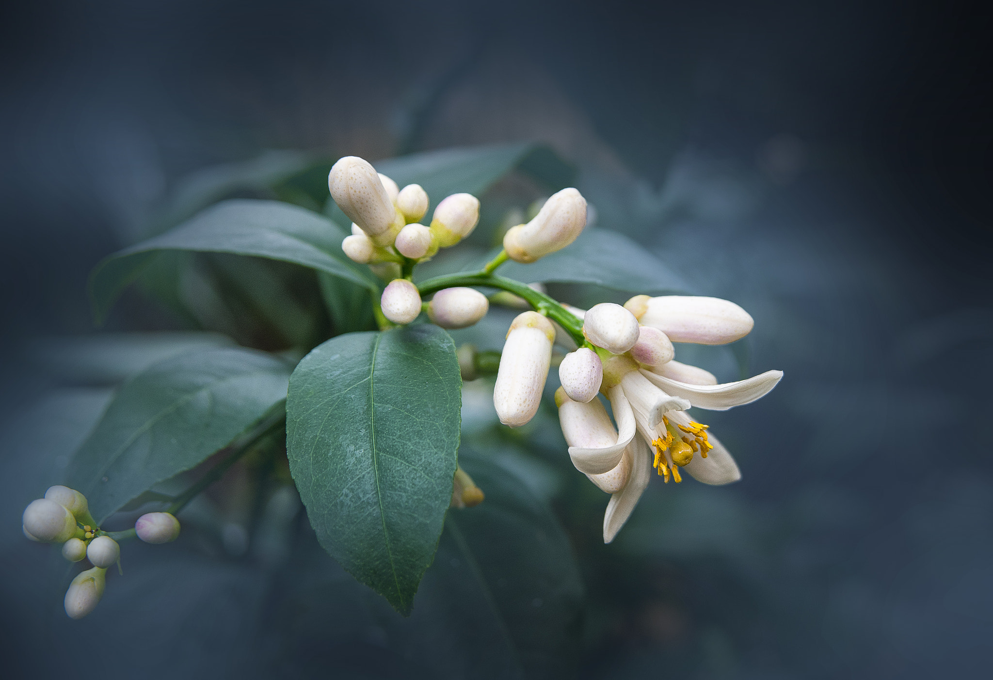 AF Zoom-Nikkor 28-105mm f/3.5-4.5D IF sample photo. Emergence photography