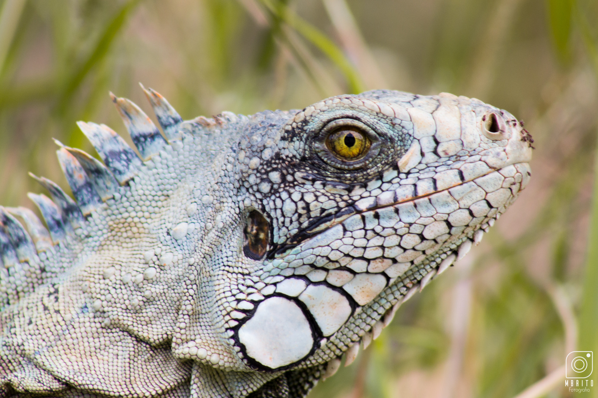 Canon EOS 600D (Rebel EOS T3i / EOS Kiss X5) + EF75-300mm f/4-5.6 sample photo. Iguana photography