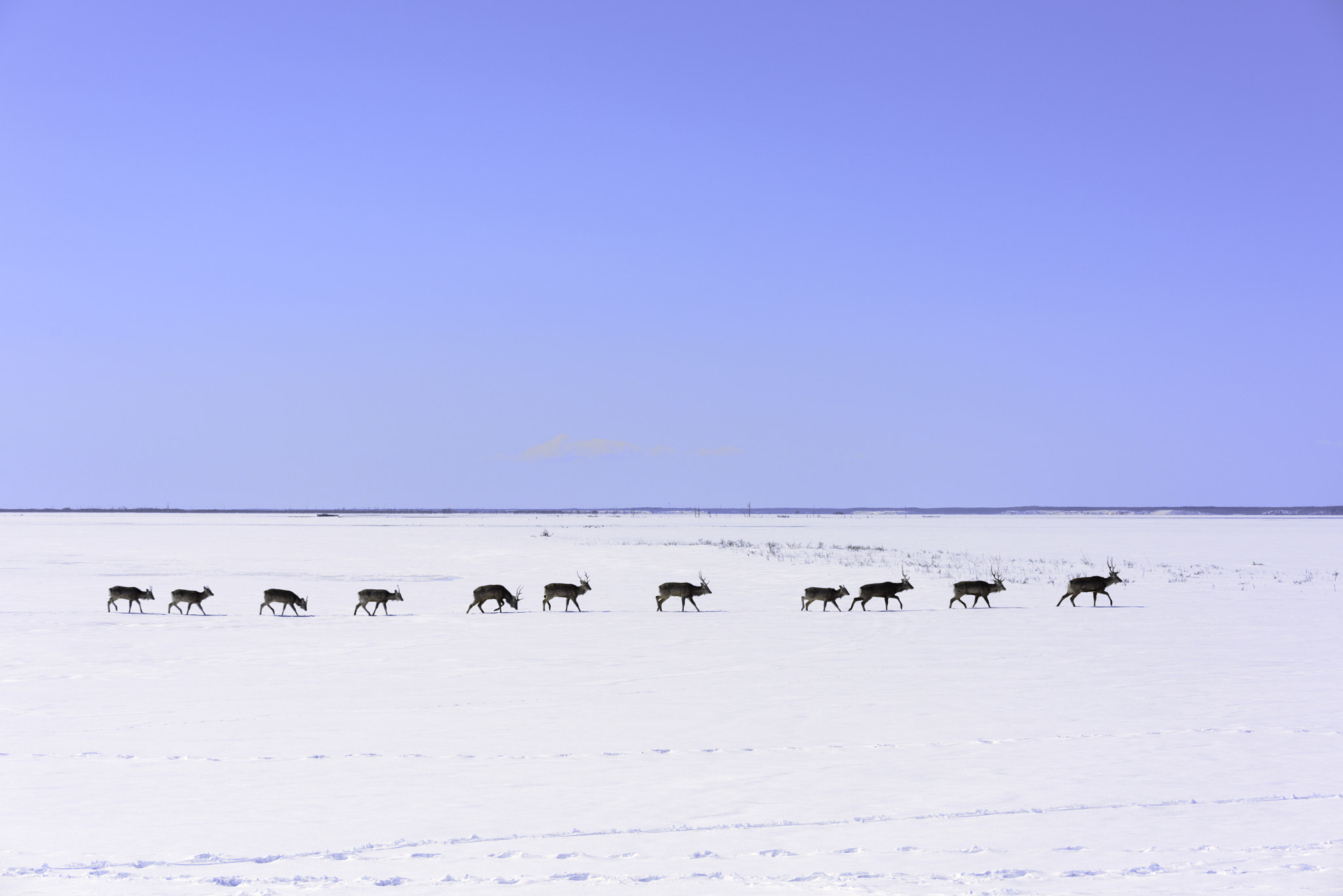 Nikon D810 sample photo. March on ice photography