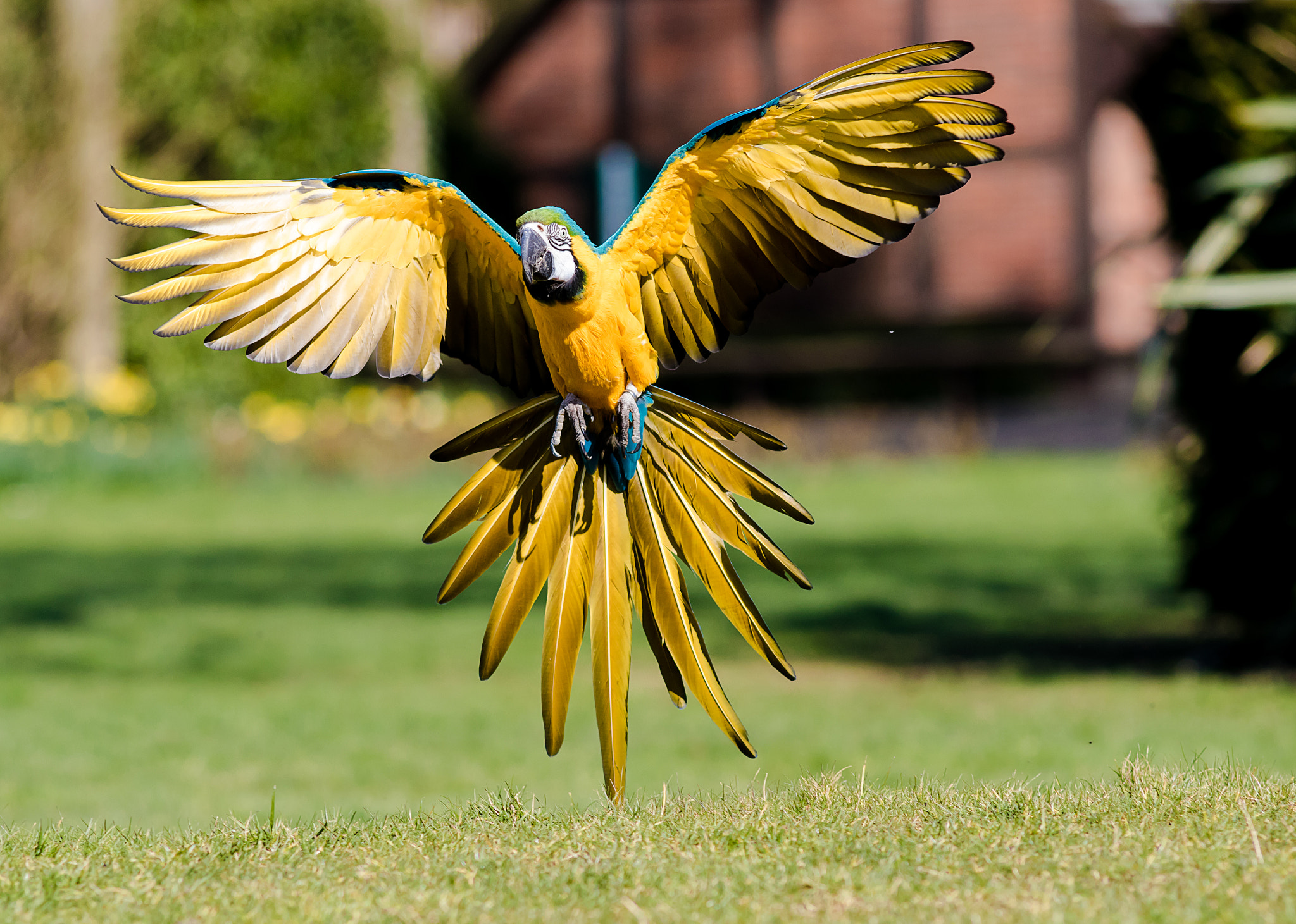 Canon EOS 7D Mark II + Canon EF 200mm F2.8L II USM sample photo. Papagei photography