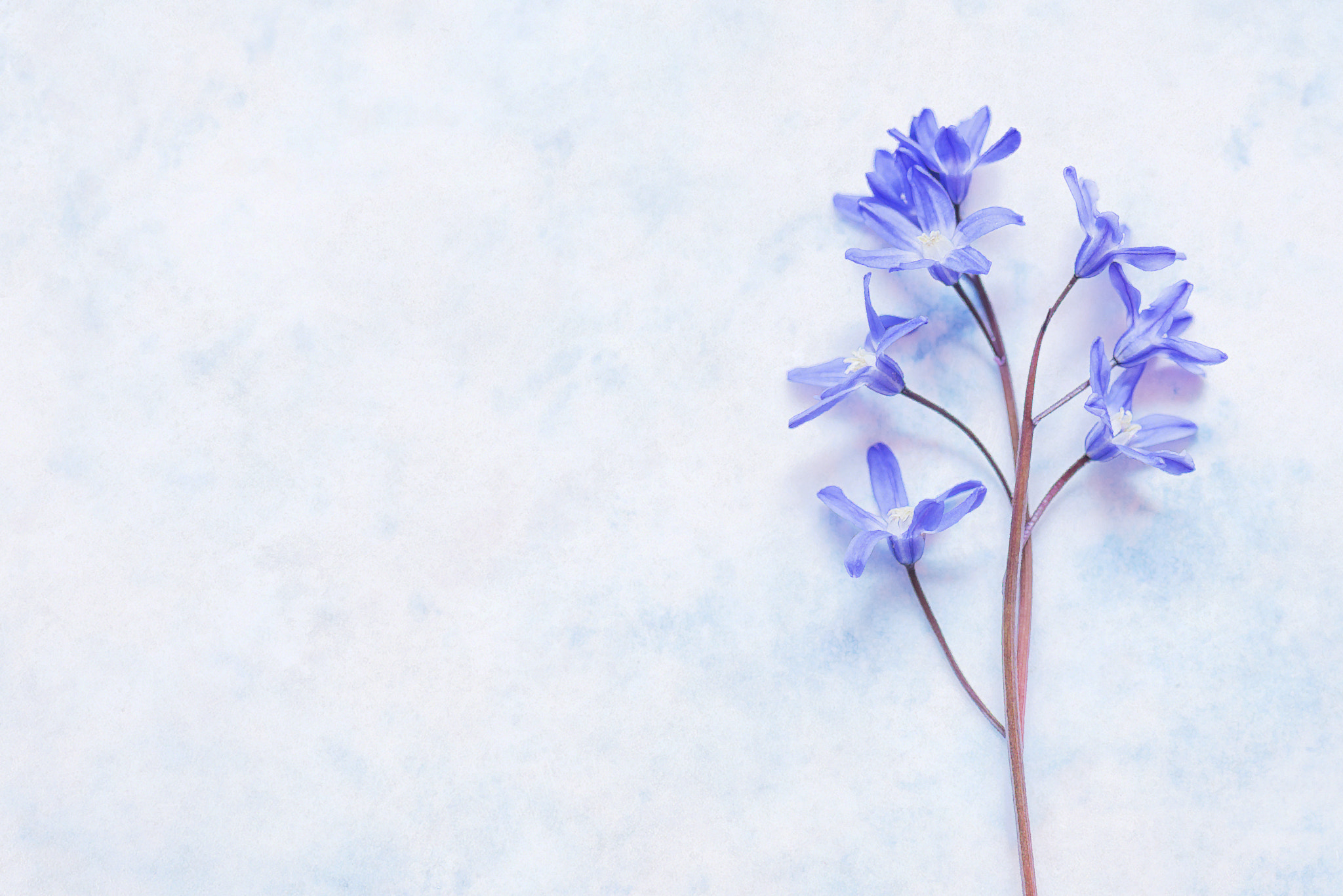 Nikon AF-S Micro-Nikkor 105mm F2.8G IF-ED VR sample photo. Love is blue ii photography