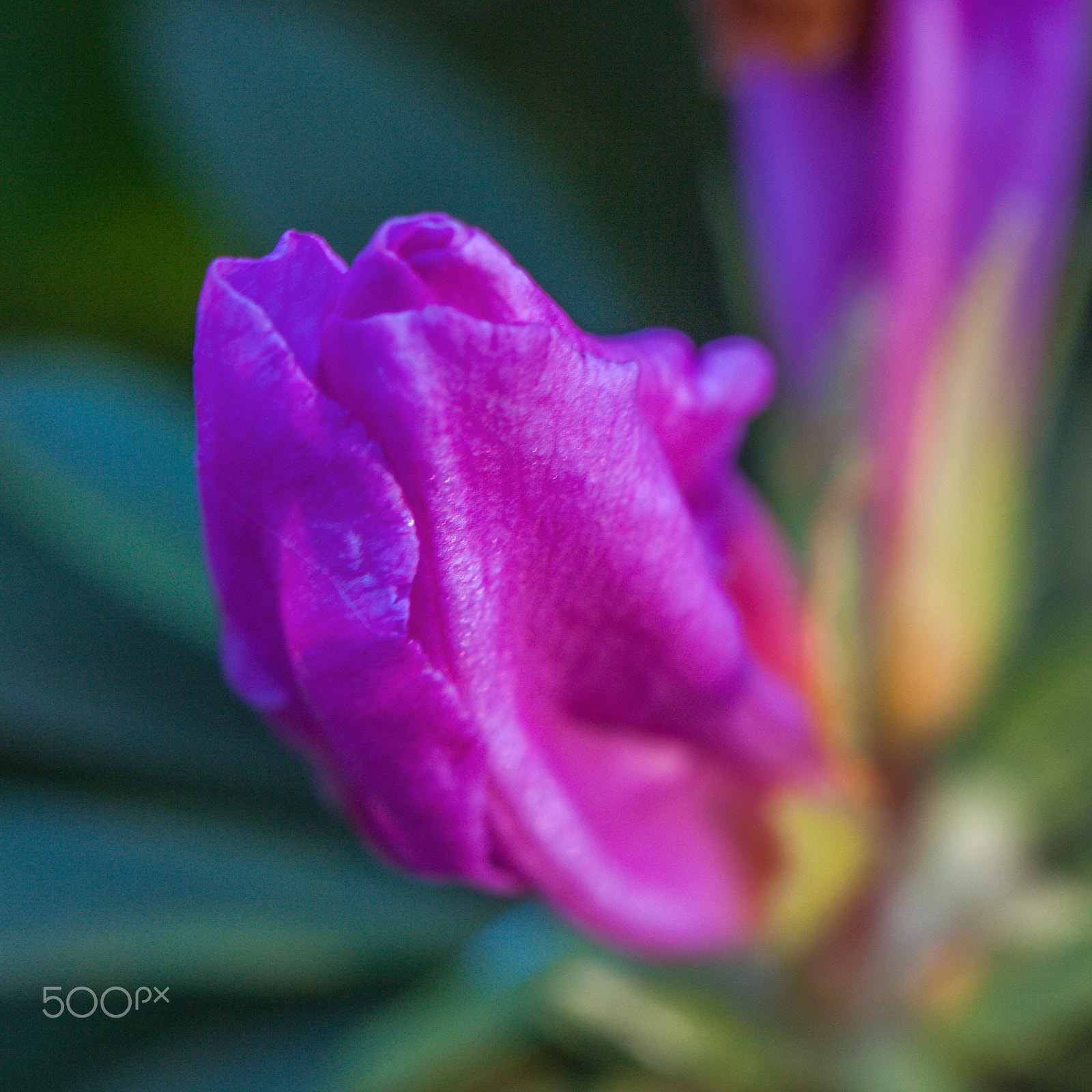 Canon EF 100mm F2.8L Macro IS USM sample photo. 杜鹃 photography