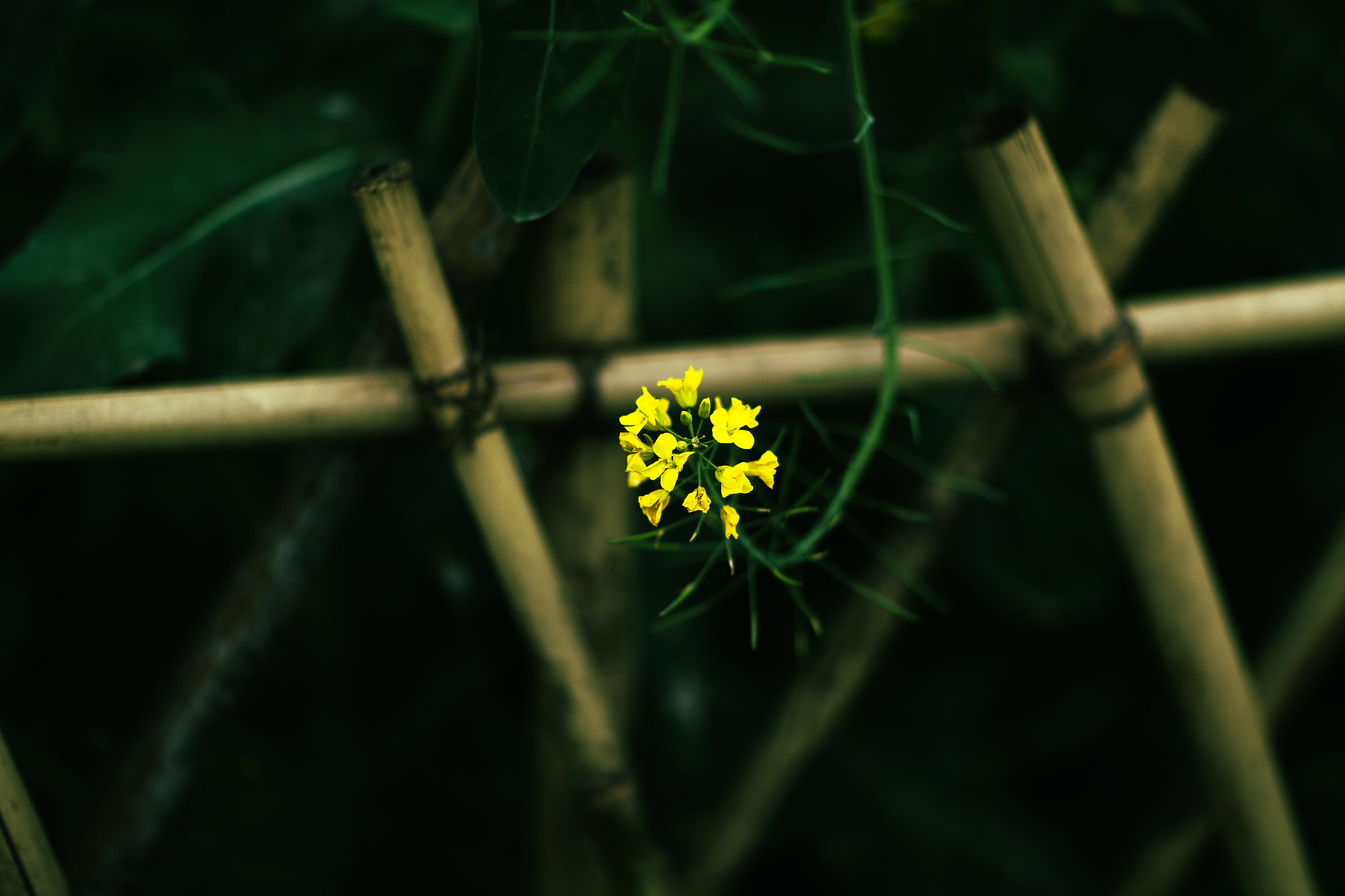 Canon EF 85mm F1.2L II USM sample photo. Spring flower 19 photography