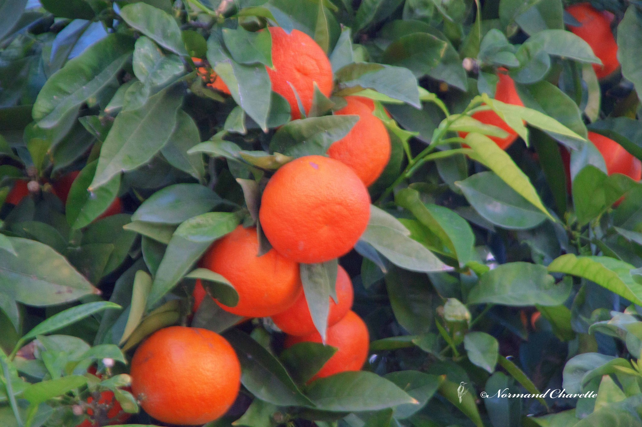 Nikon D3200 sample photo. Bitter oranges photography