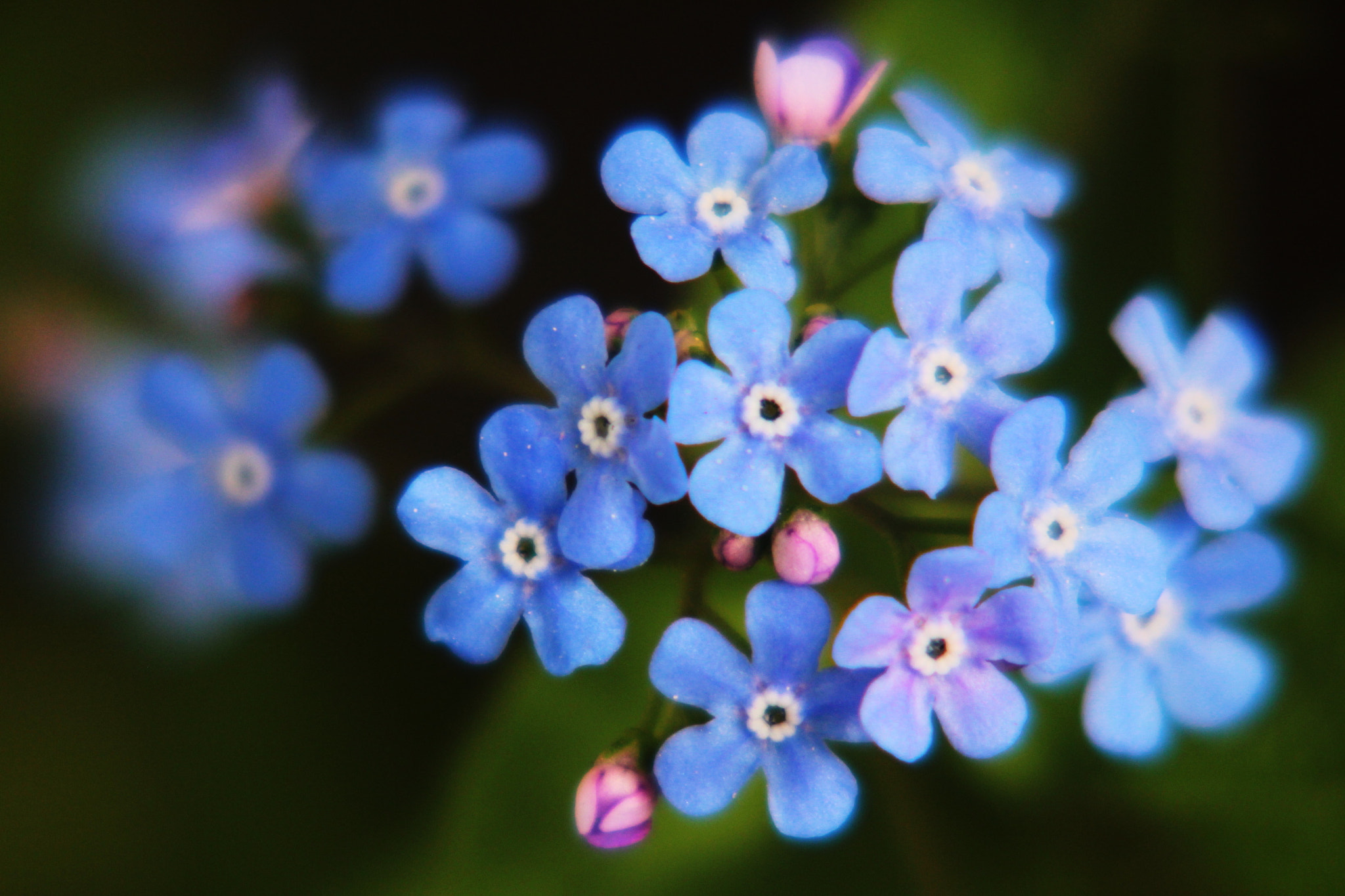 Canon EOS 550D (EOS Rebel T2i / EOS Kiss X4) sample photo. Little blue flowers photography