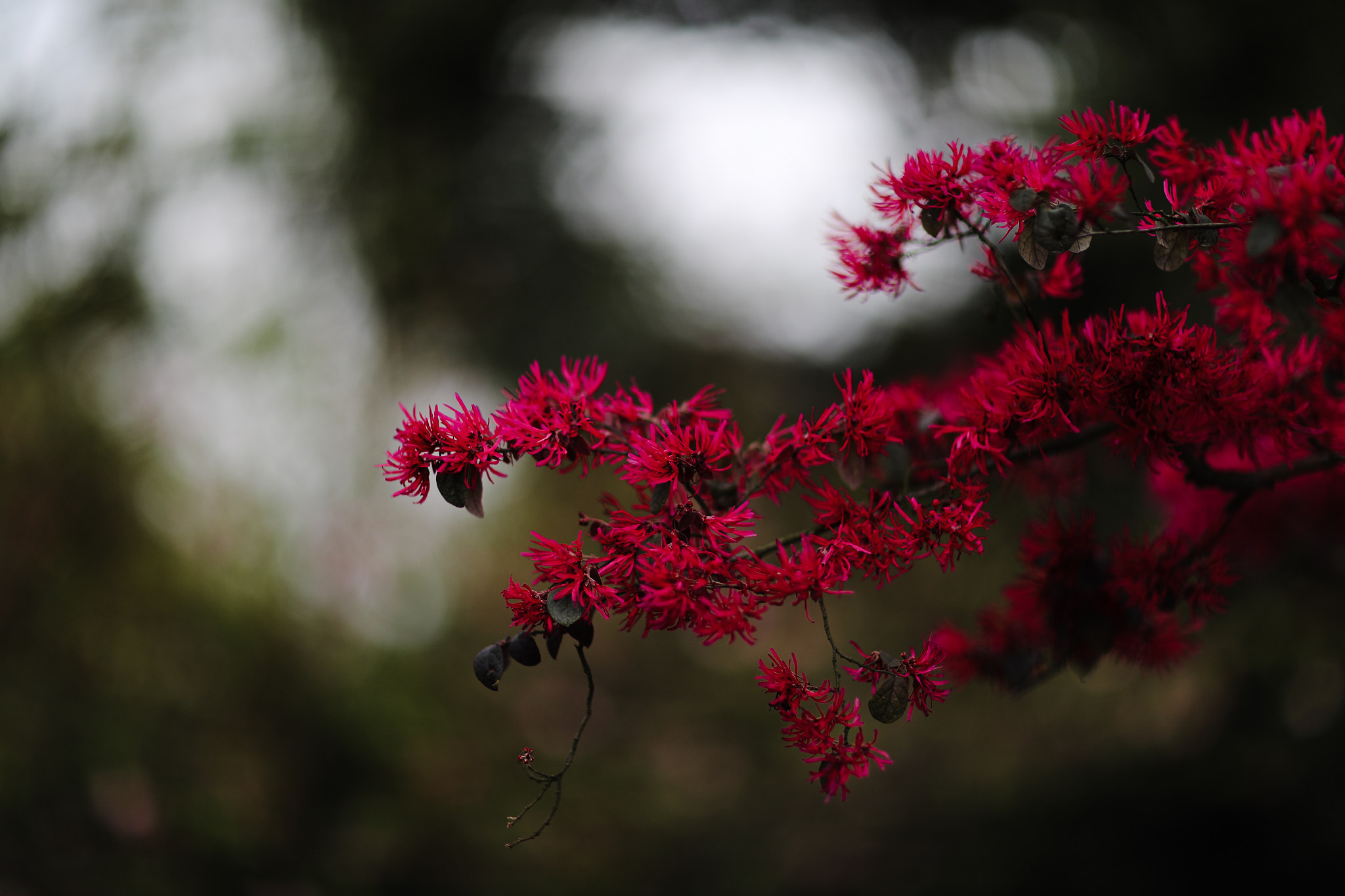 Canon EF 85mm F1.2L II USM sample photo