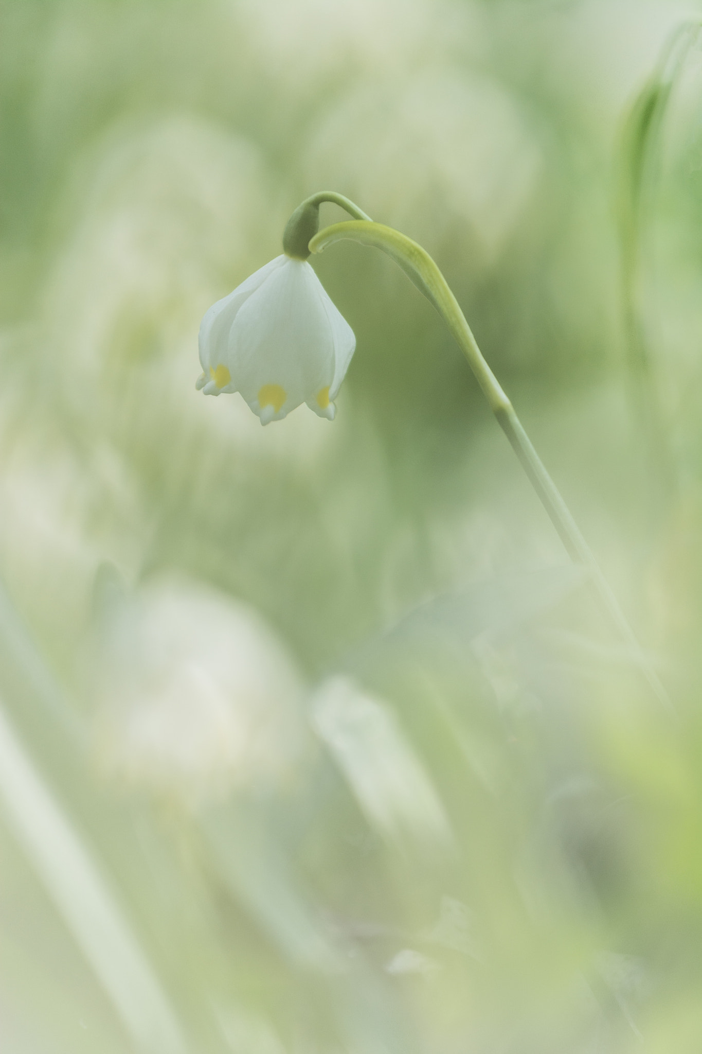 Nikon AF-S Nikkor 70-200mm F4G ED VR sample photo. Bledule jarní photography