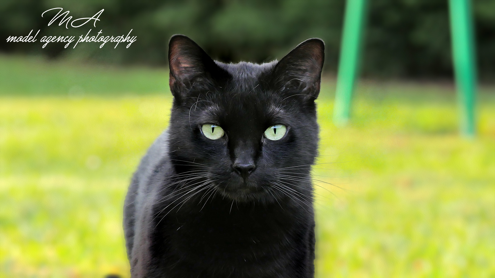 Panasonic Lumix G Vario 100-300mm F4-5.6 OIS sample photo. Black cat in the garden photography