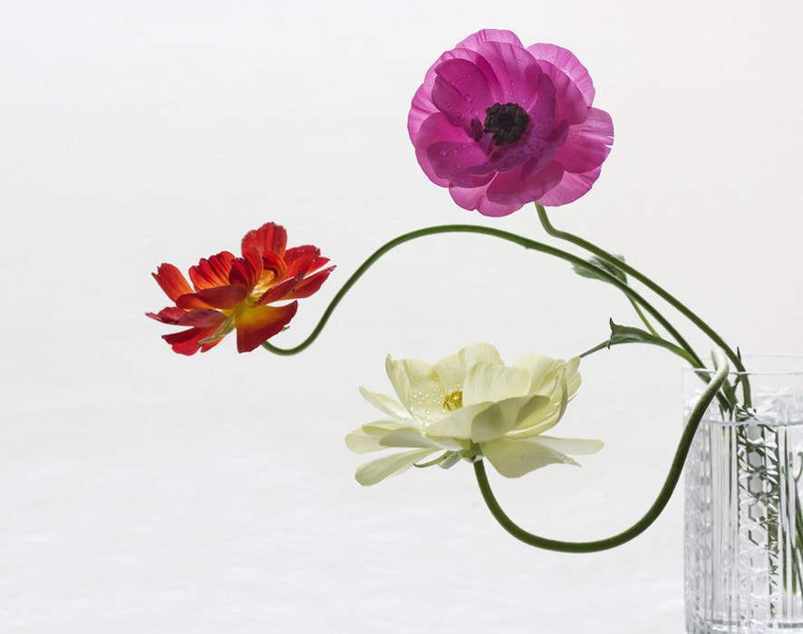 Canon EF 100mm F2.8 Macro USM sample photo. Трио photography