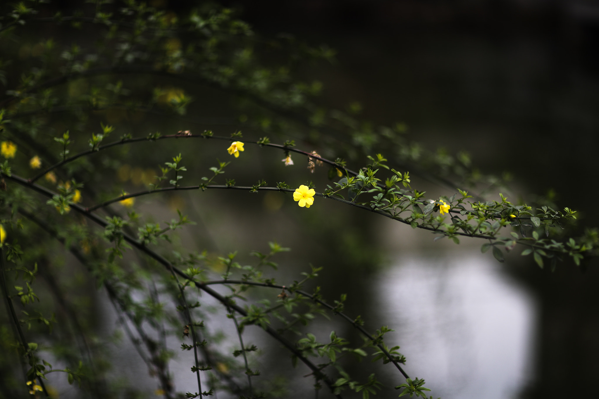 Canon EF 85mm F1.2L II USM sample photo