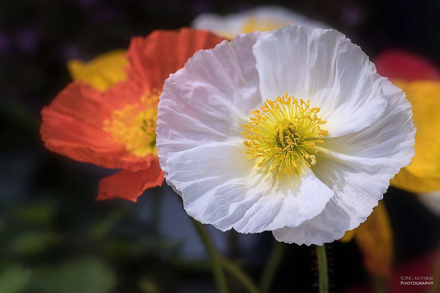 Pentax smc D-FA 100mm F2.8 Macro WR sample photo. Preview of the spring-1 photography