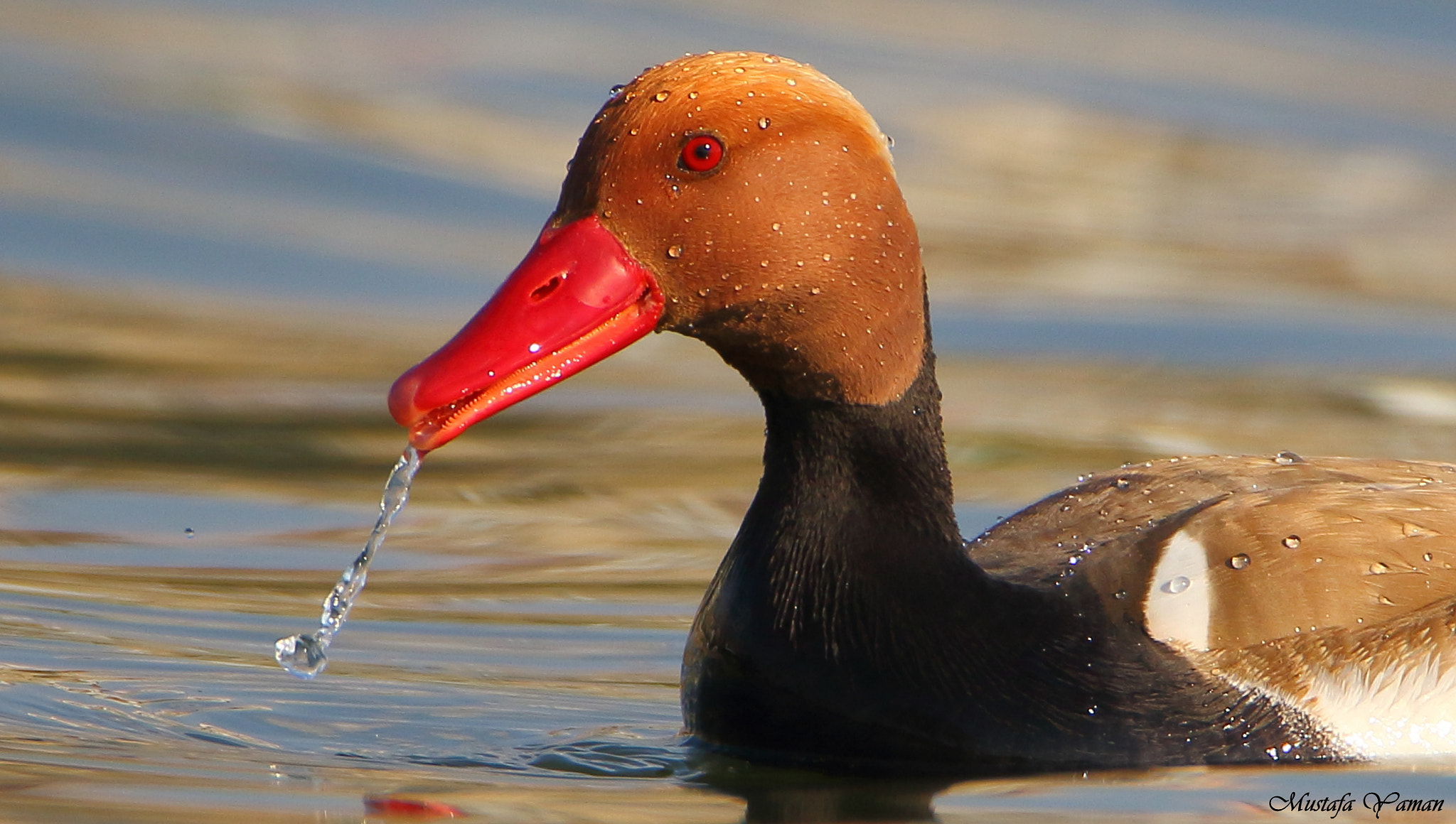 Tamron SP 150-600mm F5-6.3 Di VC USD sample photo. Red crested pochard photography